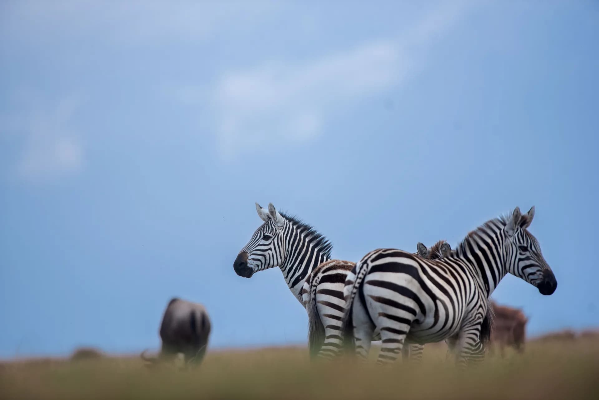 Family Safaris