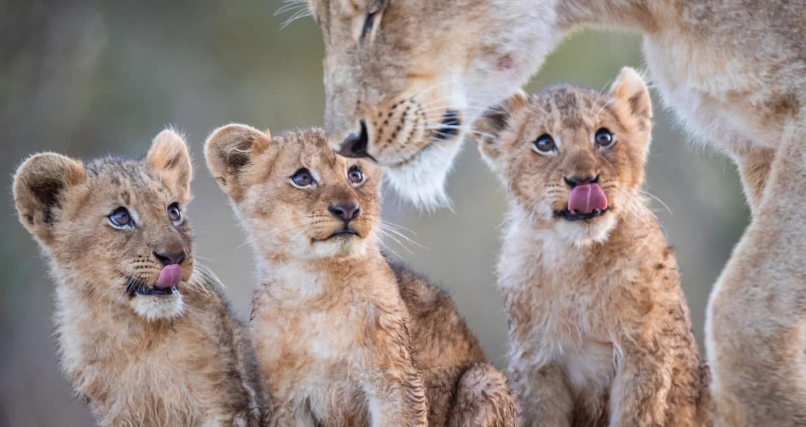Serengeti Safari Day 1 — representative photo