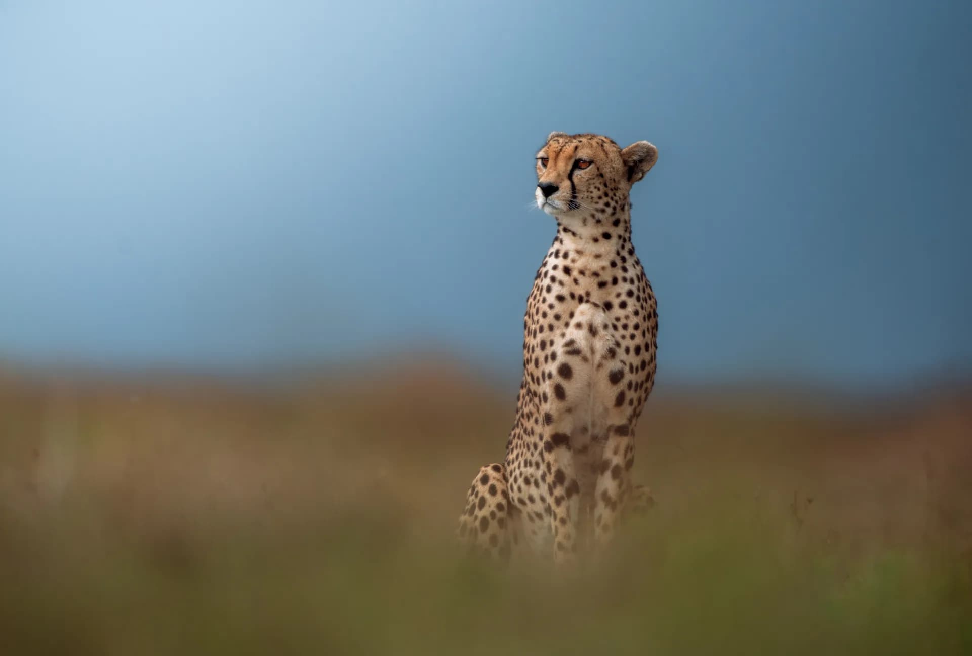 Serengeti Day 1 — representative photo