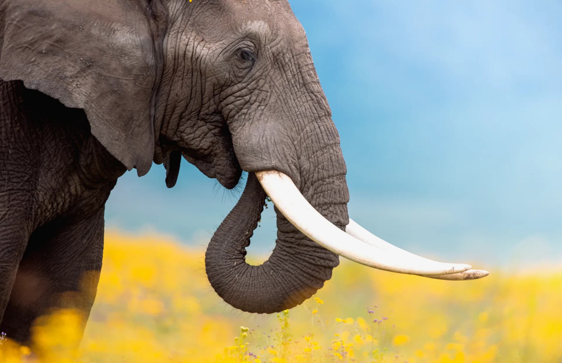 Elephant at golden hour on the Tanzania plains