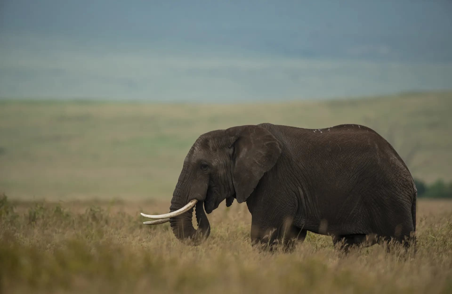 Tarangire National Park