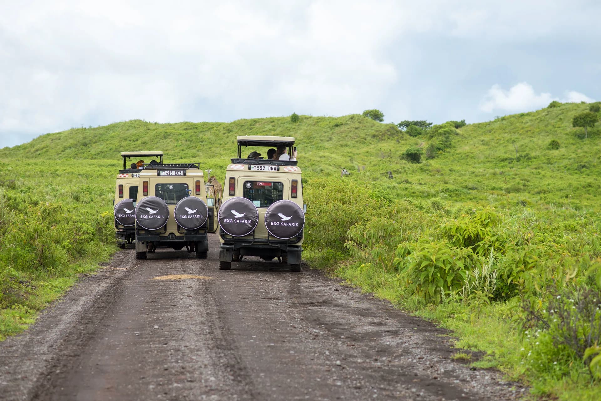 Two EXG Safaris private vehicles on a Ngorongoro highlands road, with a giraffe glimpsed in the roadside grass