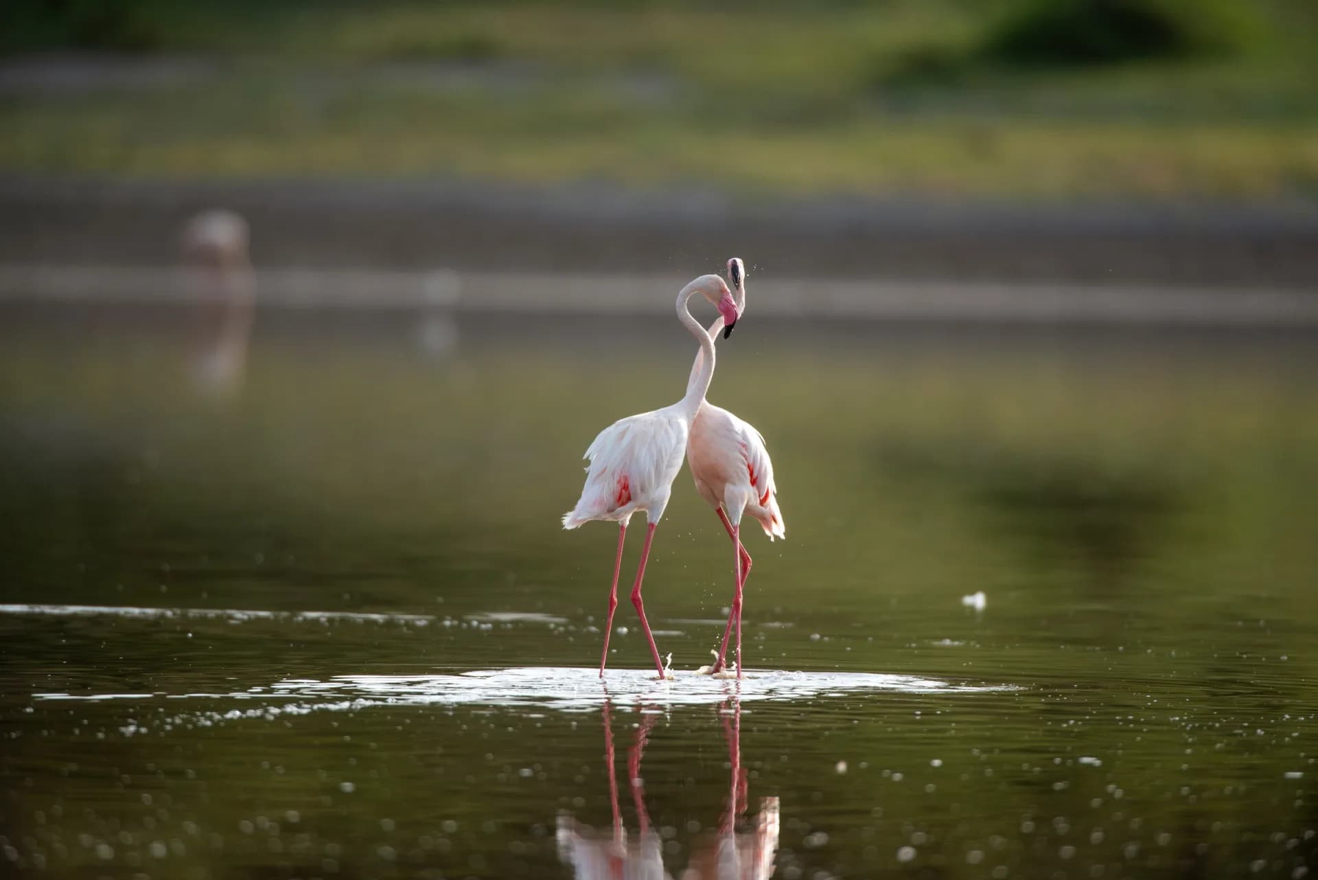 Lake Manyara — representative photo