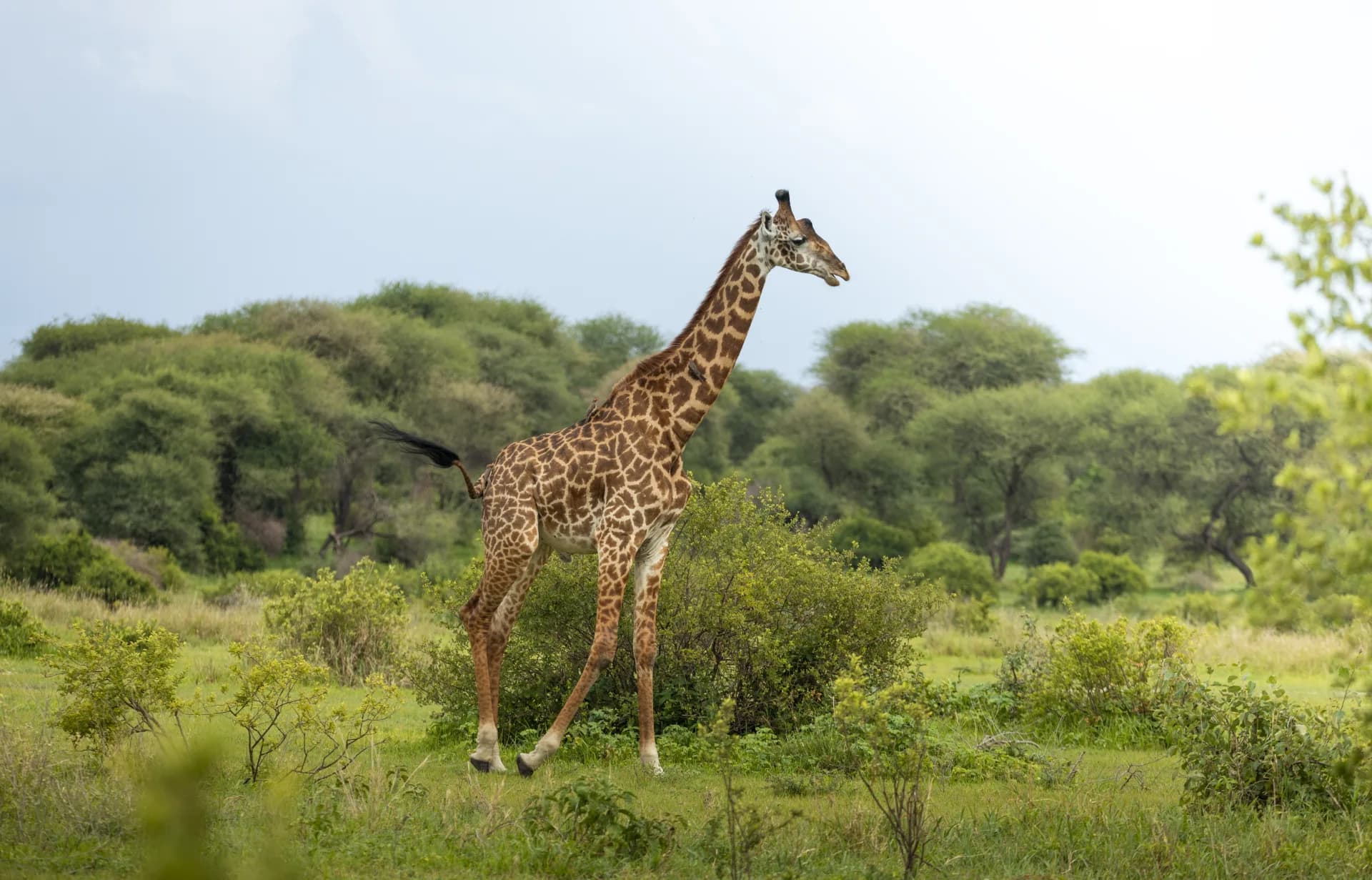 Arusha National Park — representative photo