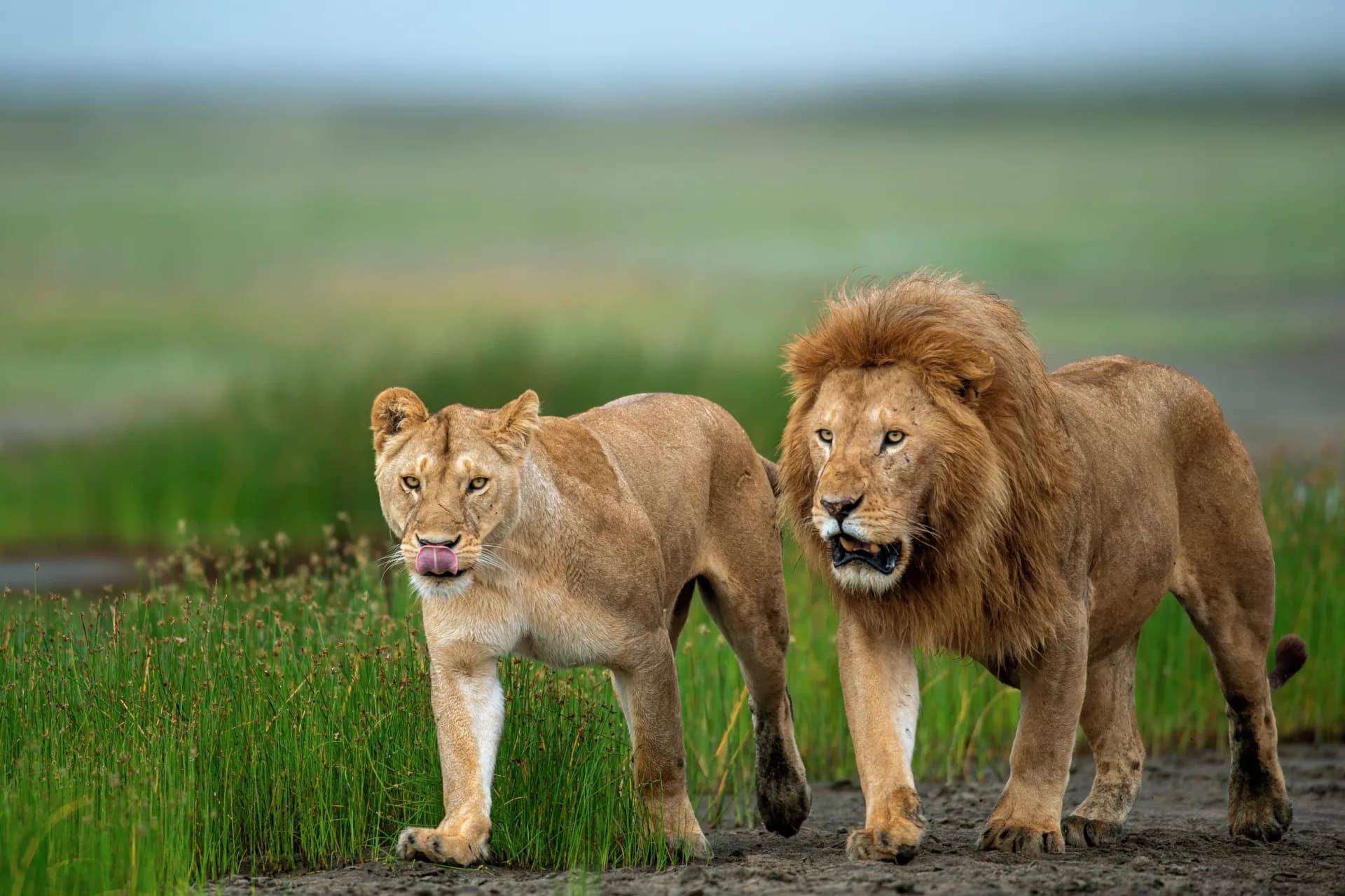 To the Serengeti — representative photo