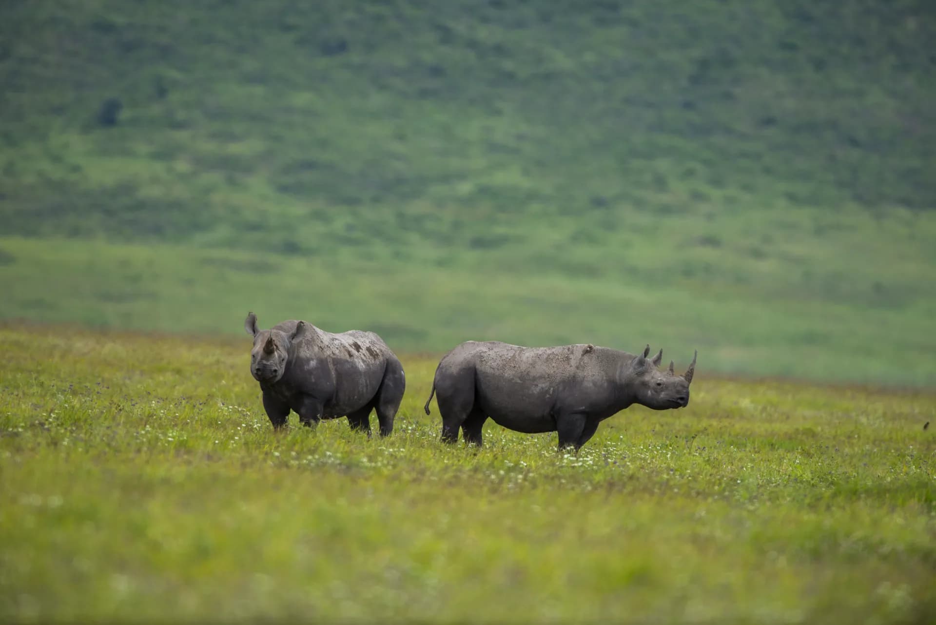 Ngorongoro Crater