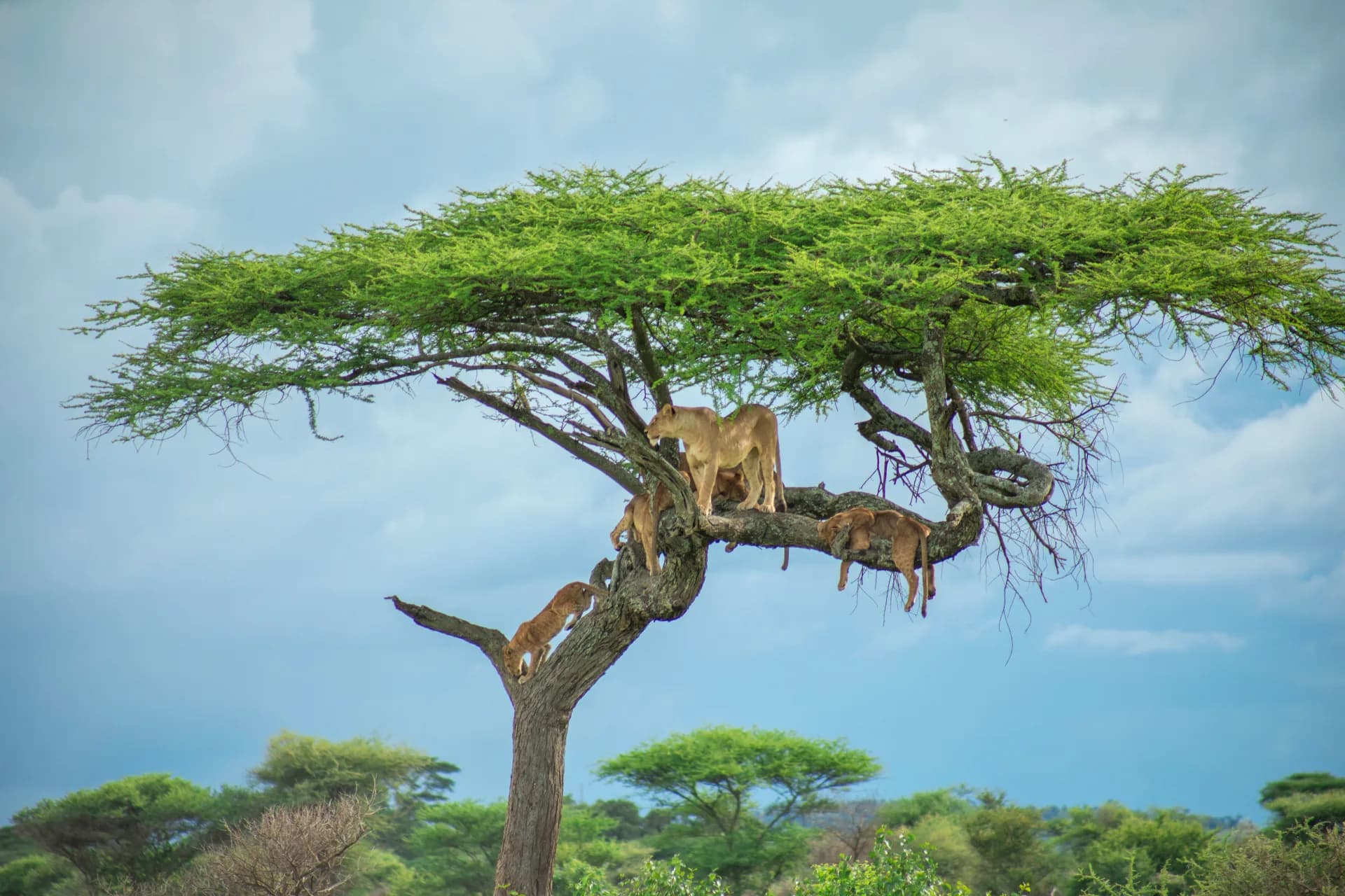 Lake Manyara National Park