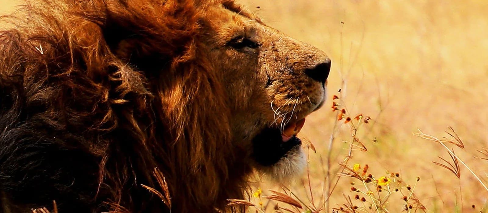10-Day Photographic Safari