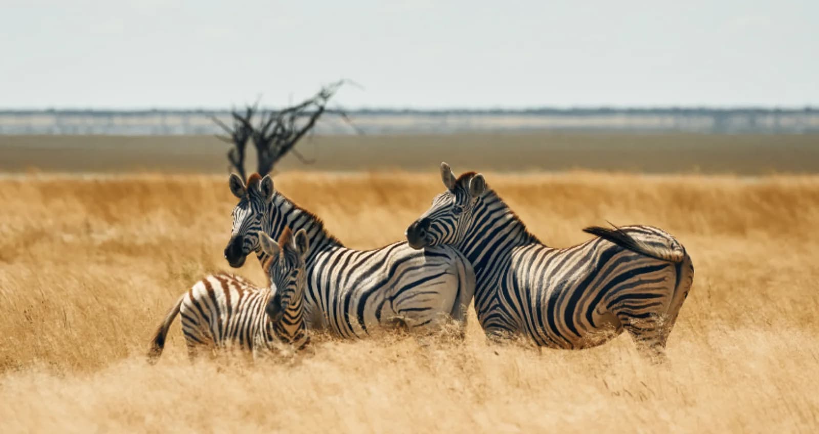Zebra on the Ngorongoro plains