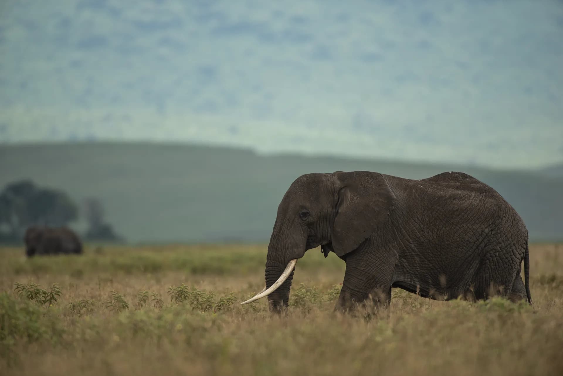 Don't Book the Wrong Safari.