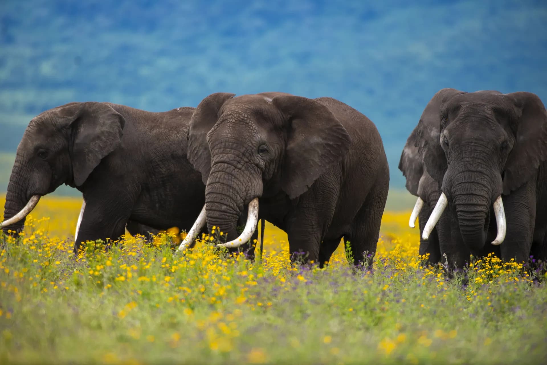 Elephant at sunset on the Tanzania savanna