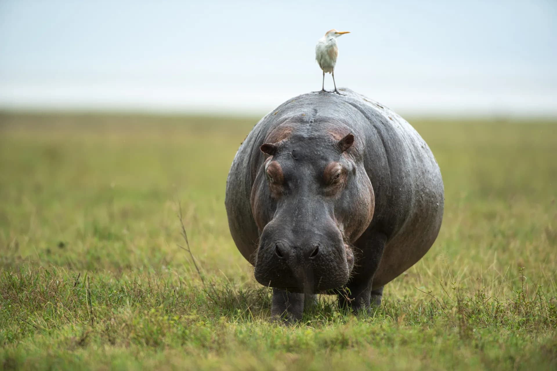 A hippo with an egret in the water