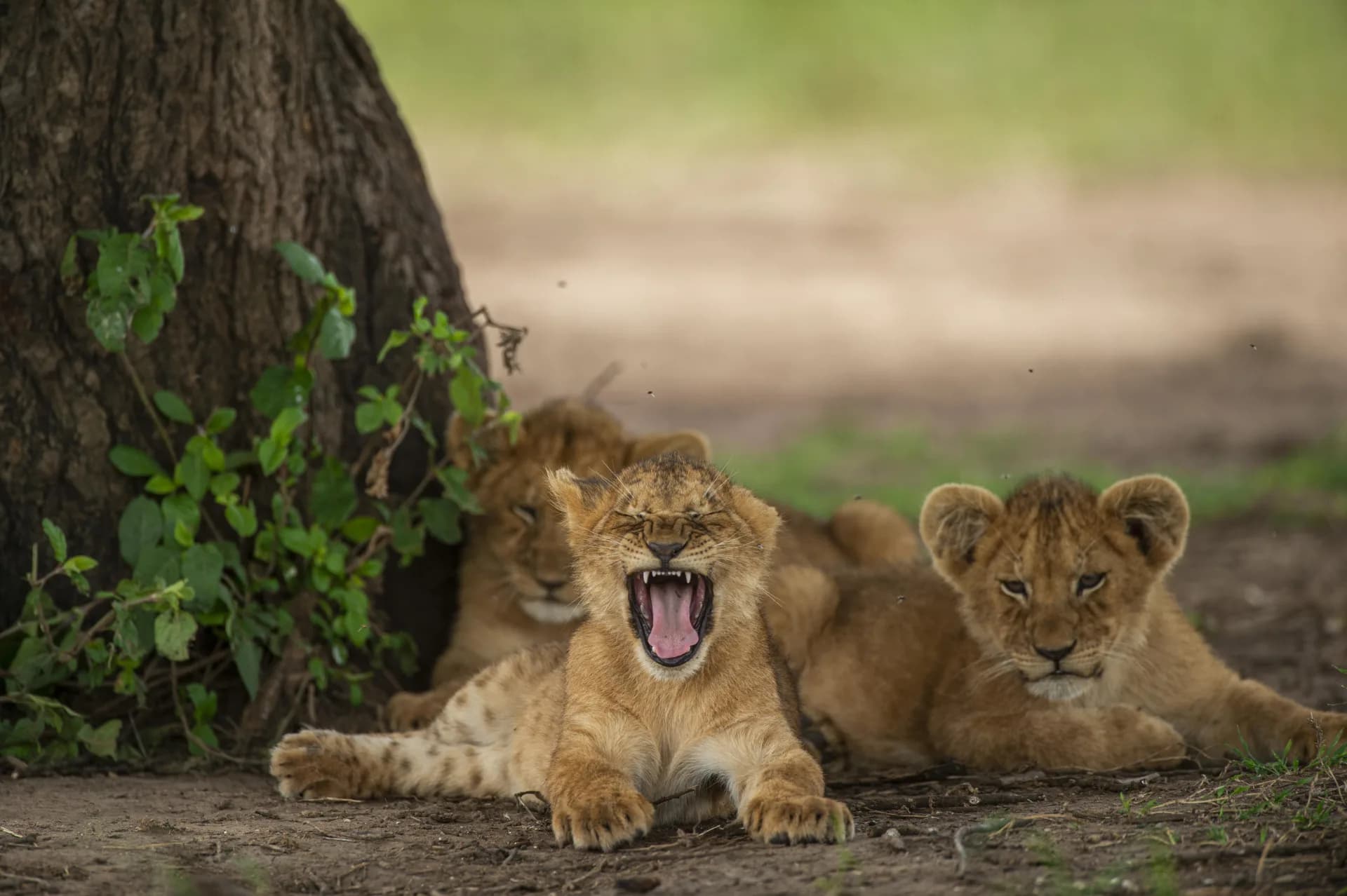 Lake Manyara & Highlands — representative photo