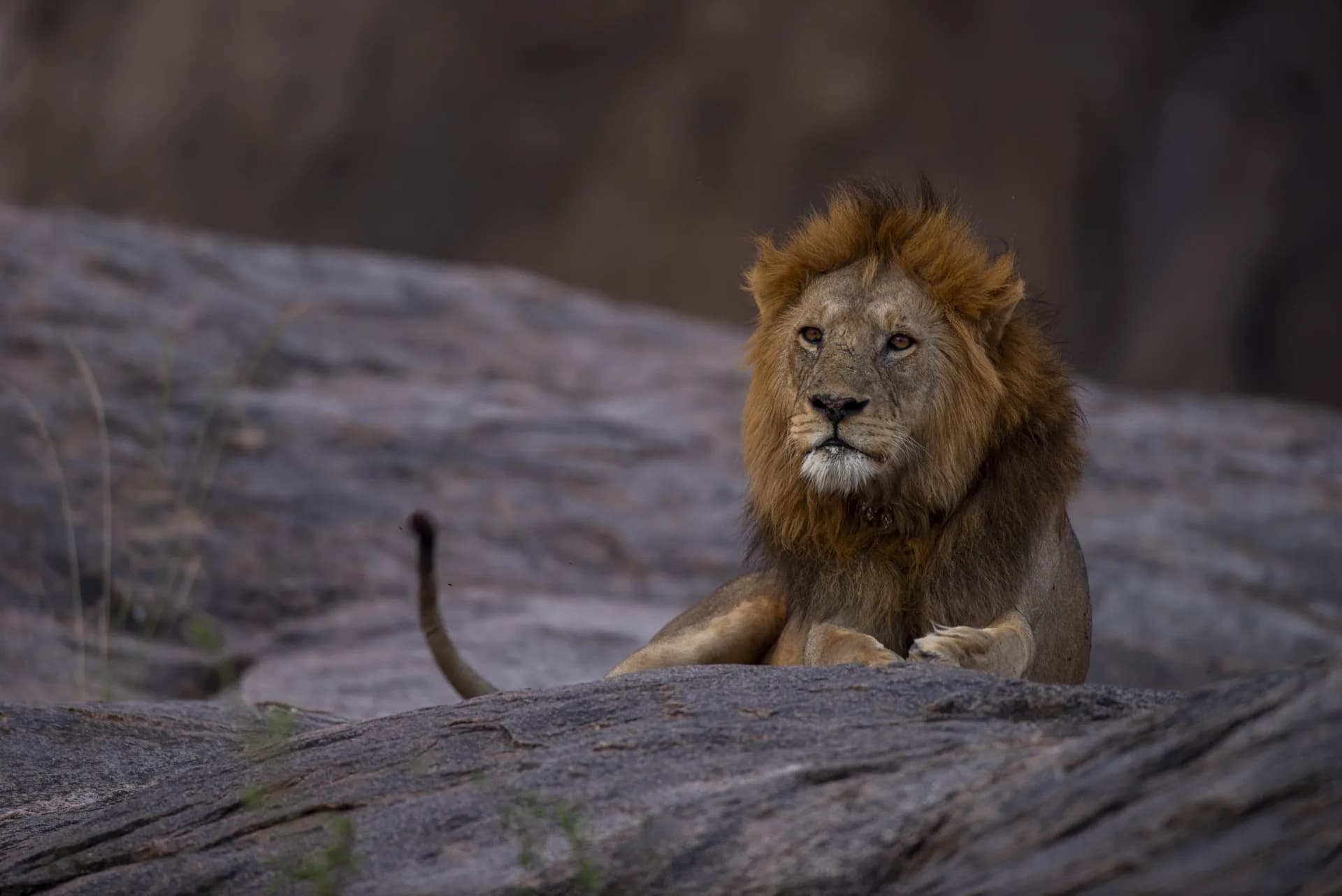 Lake Manyara — representative photo