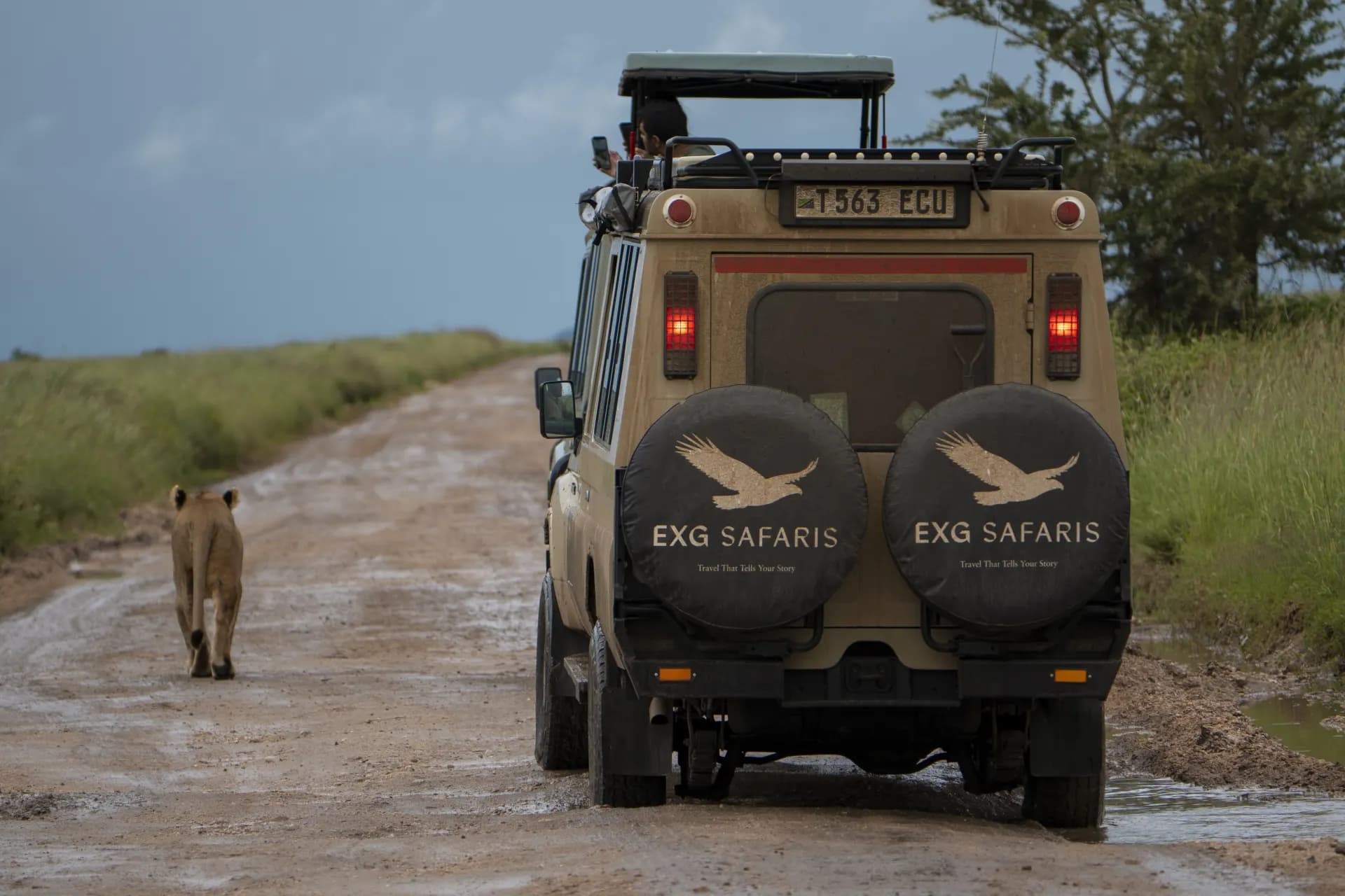 A lioness walking directly toward an EXG Safaris vehicle under a storm-blue sky