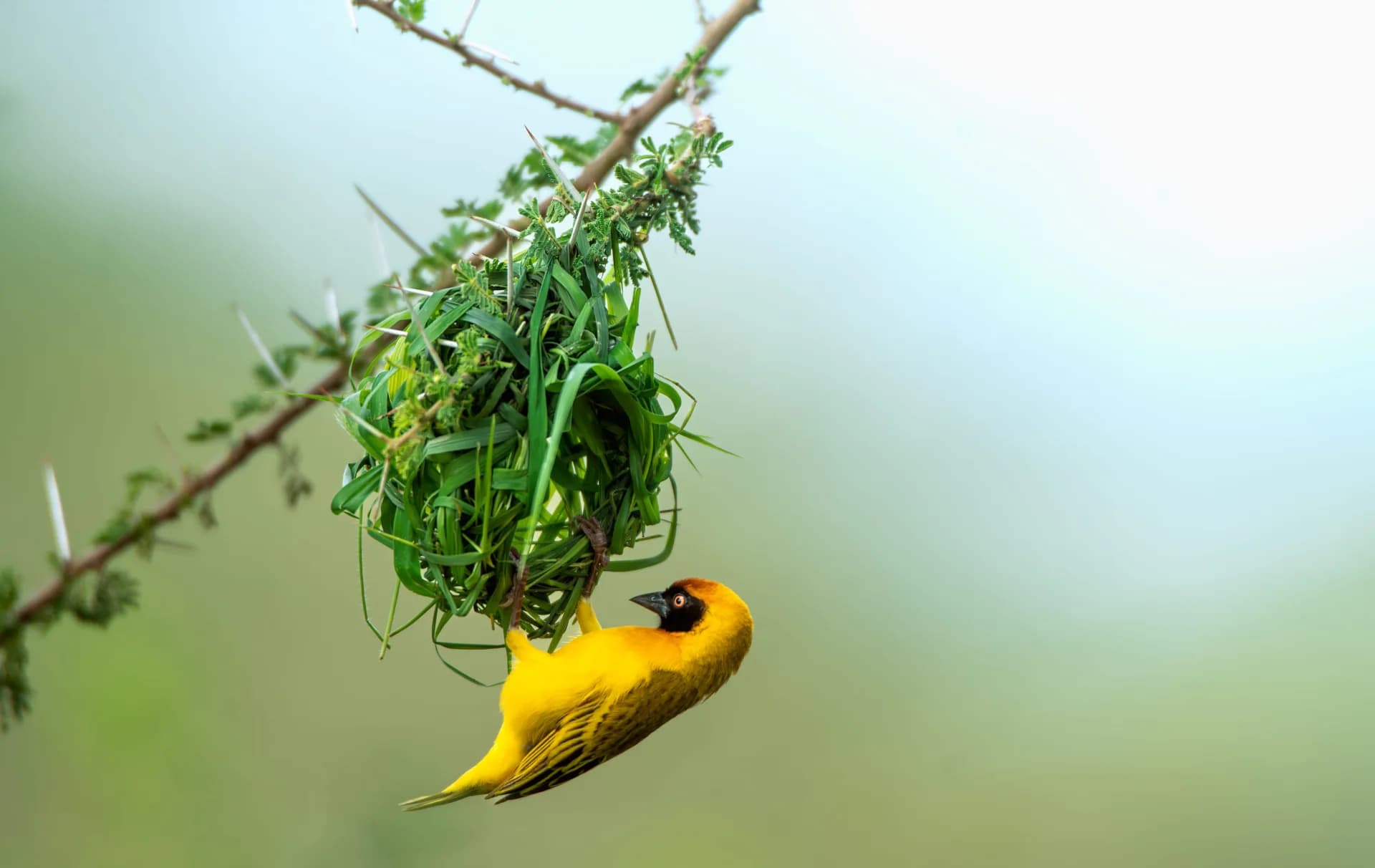 A masked weaver bird hanging upside-down while building a woven nest on a thorny acacia branch