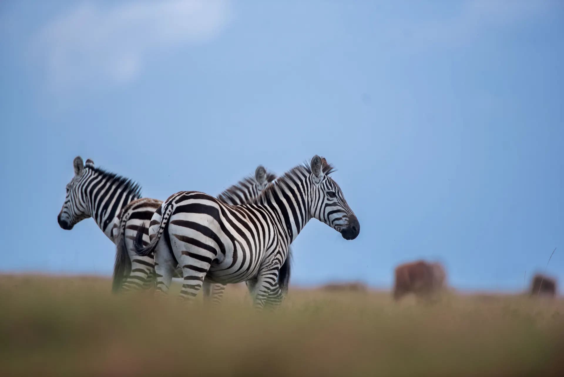 A trio of zebras on the plains