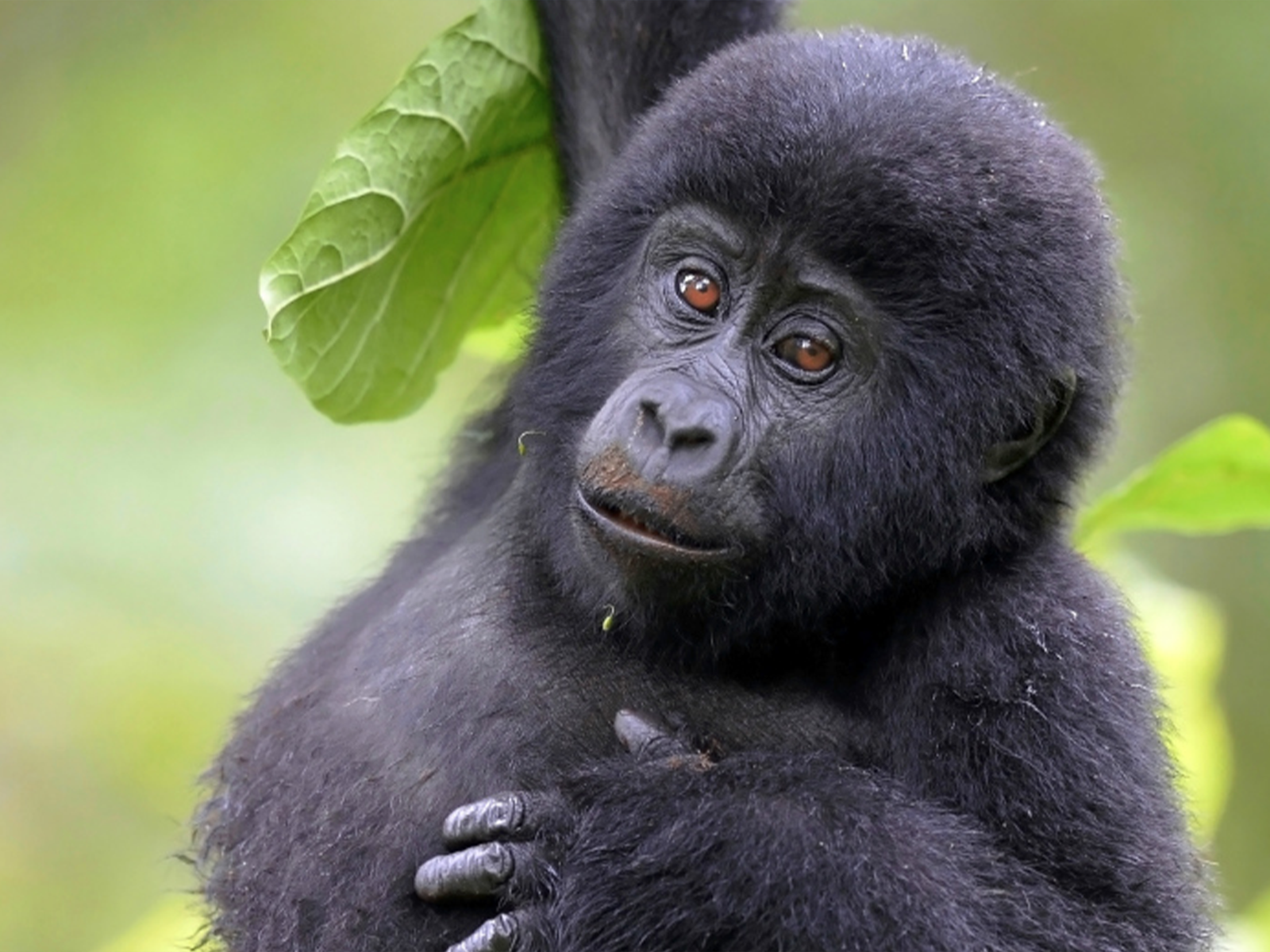 12-Day Rwanda & Tanzania Safari & Gorilla Trek