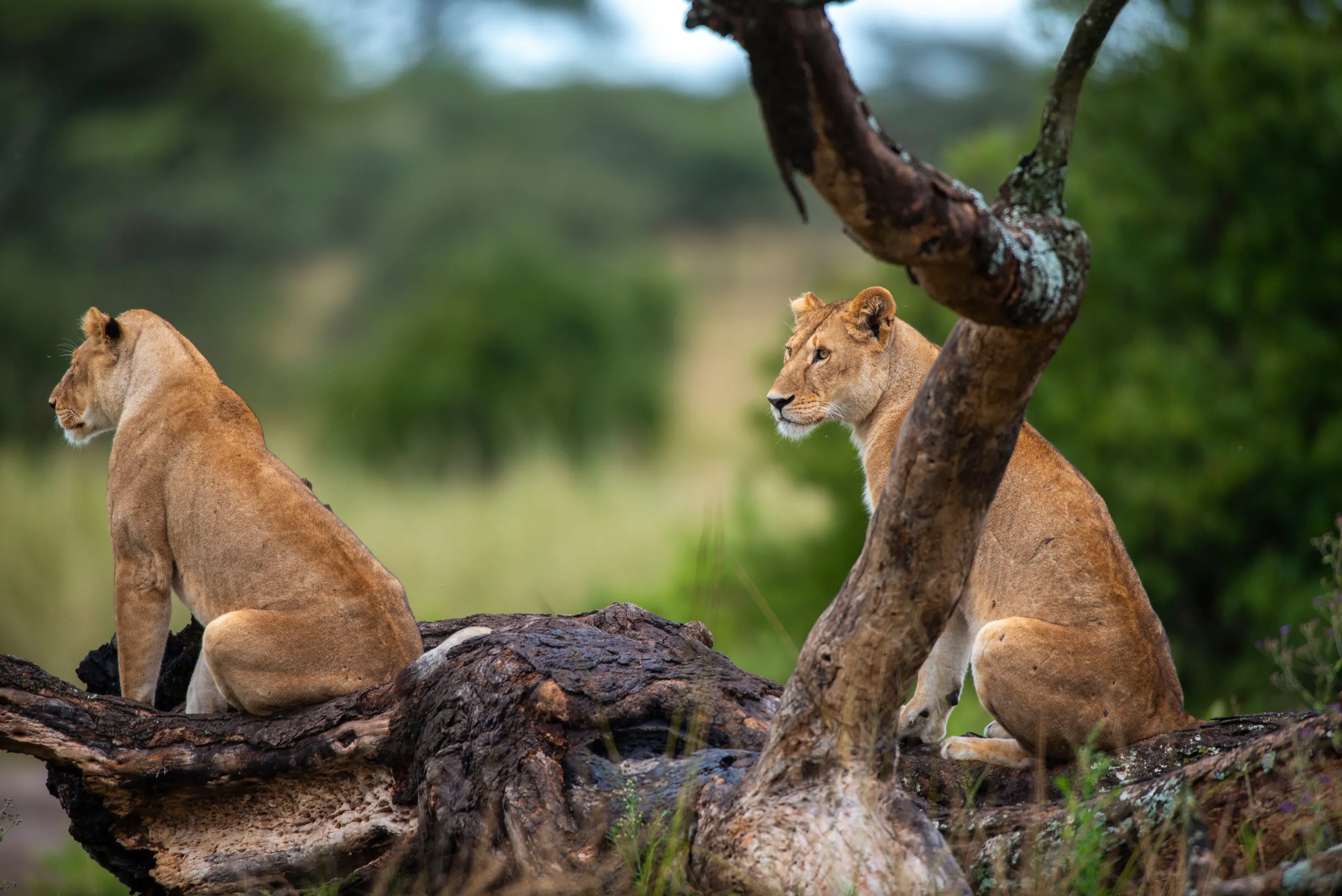 Ngorongoro Crater landscape