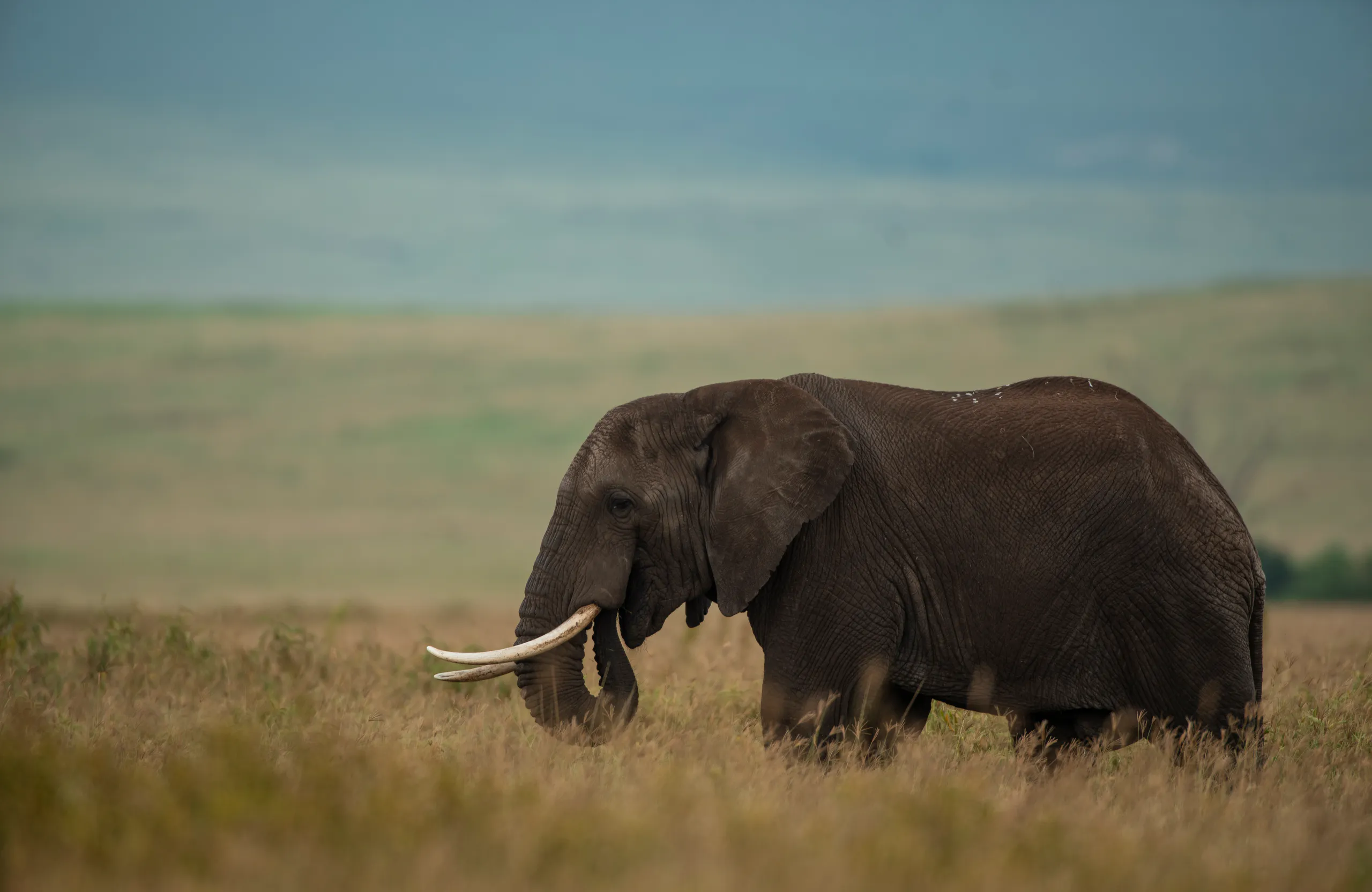 Tarangire elephants and baobabs