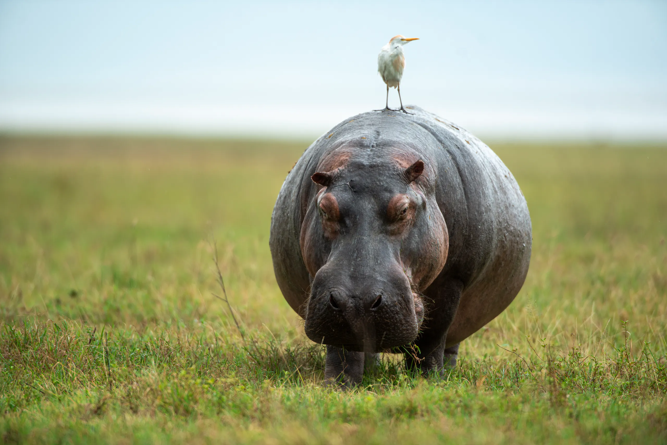 Ngorongoro Crater wildlife