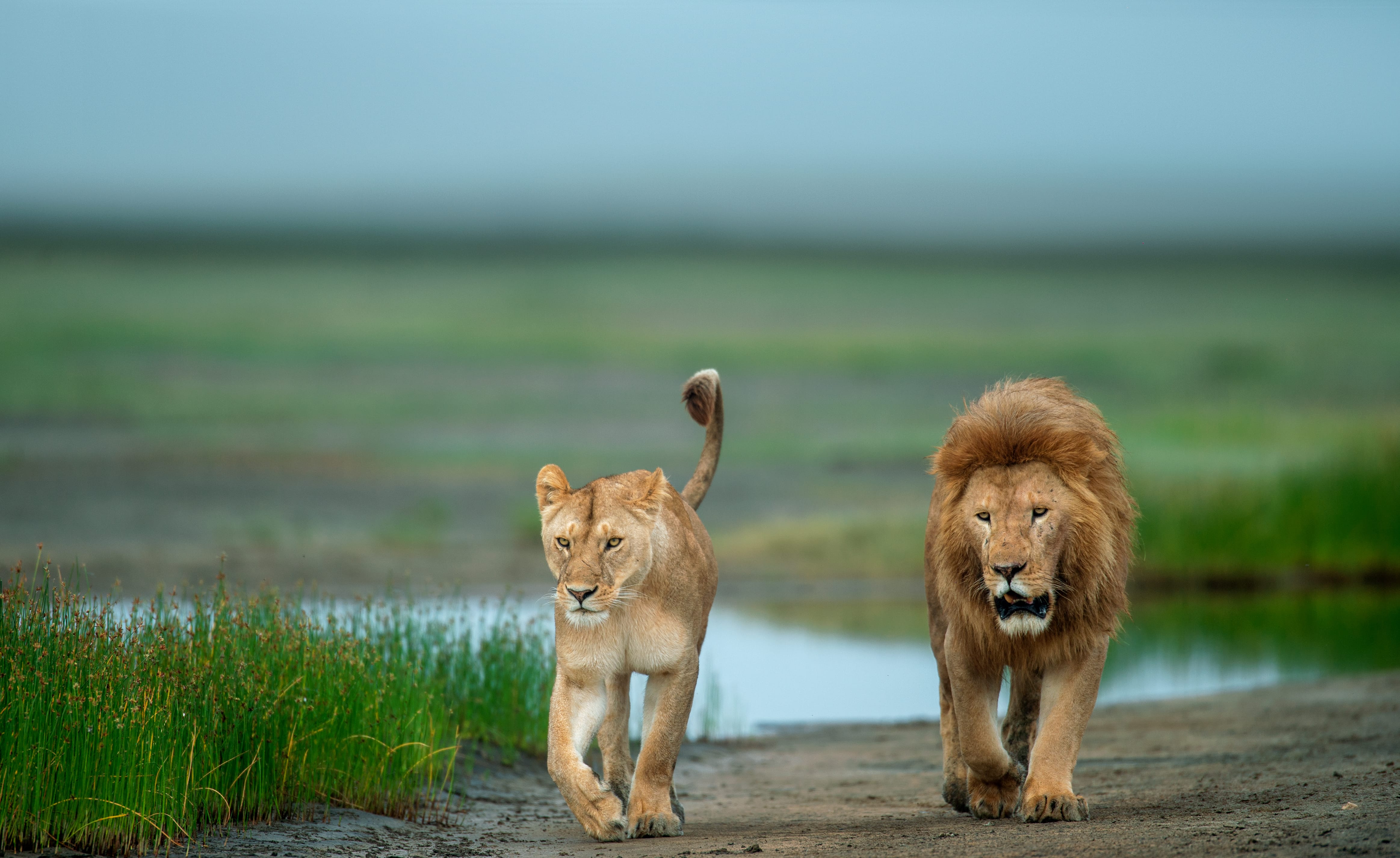 Family Safari