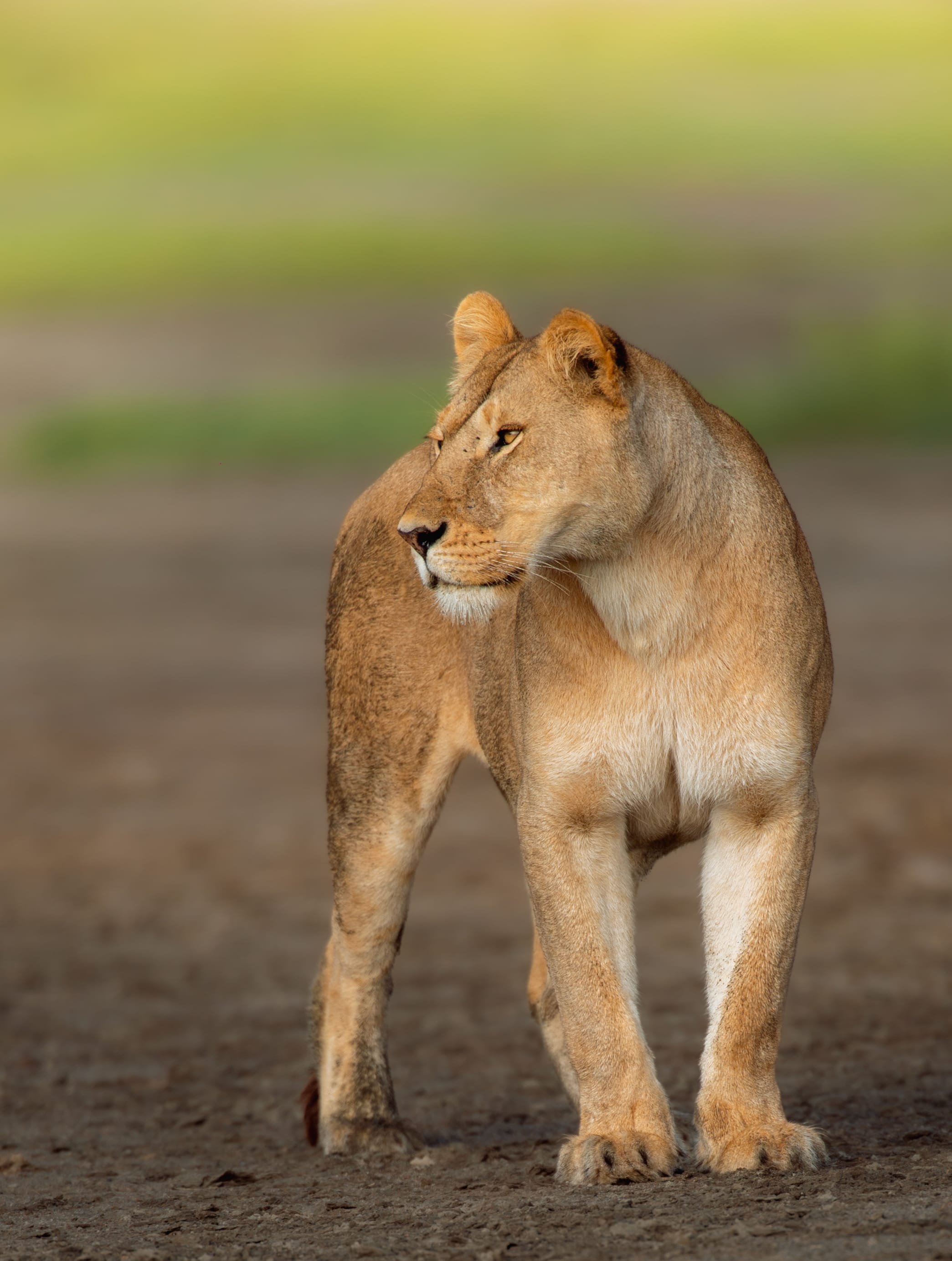 10-Day Family Safari