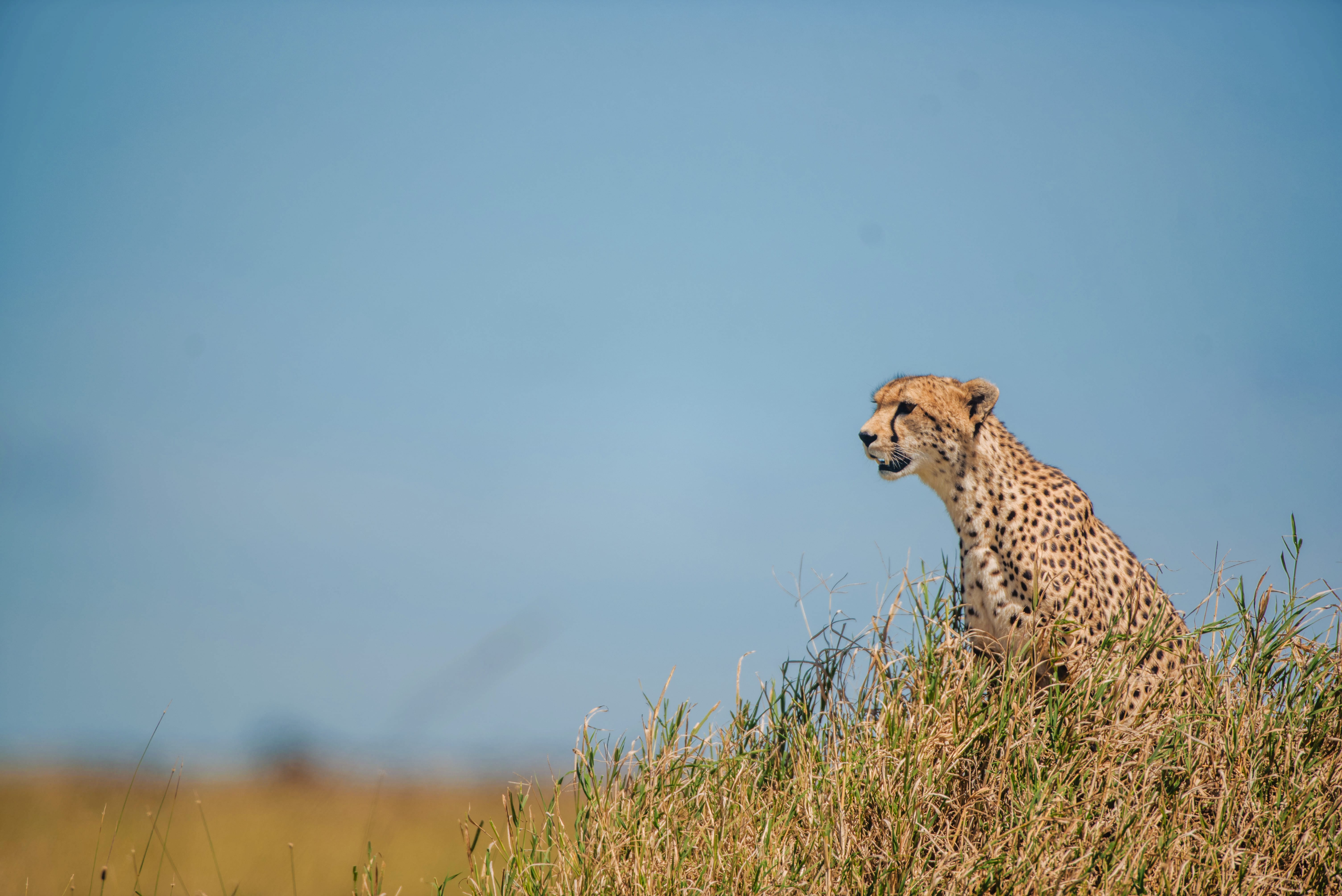 Serengeti Deep Dive · Camp Inspections + Optional Balloon