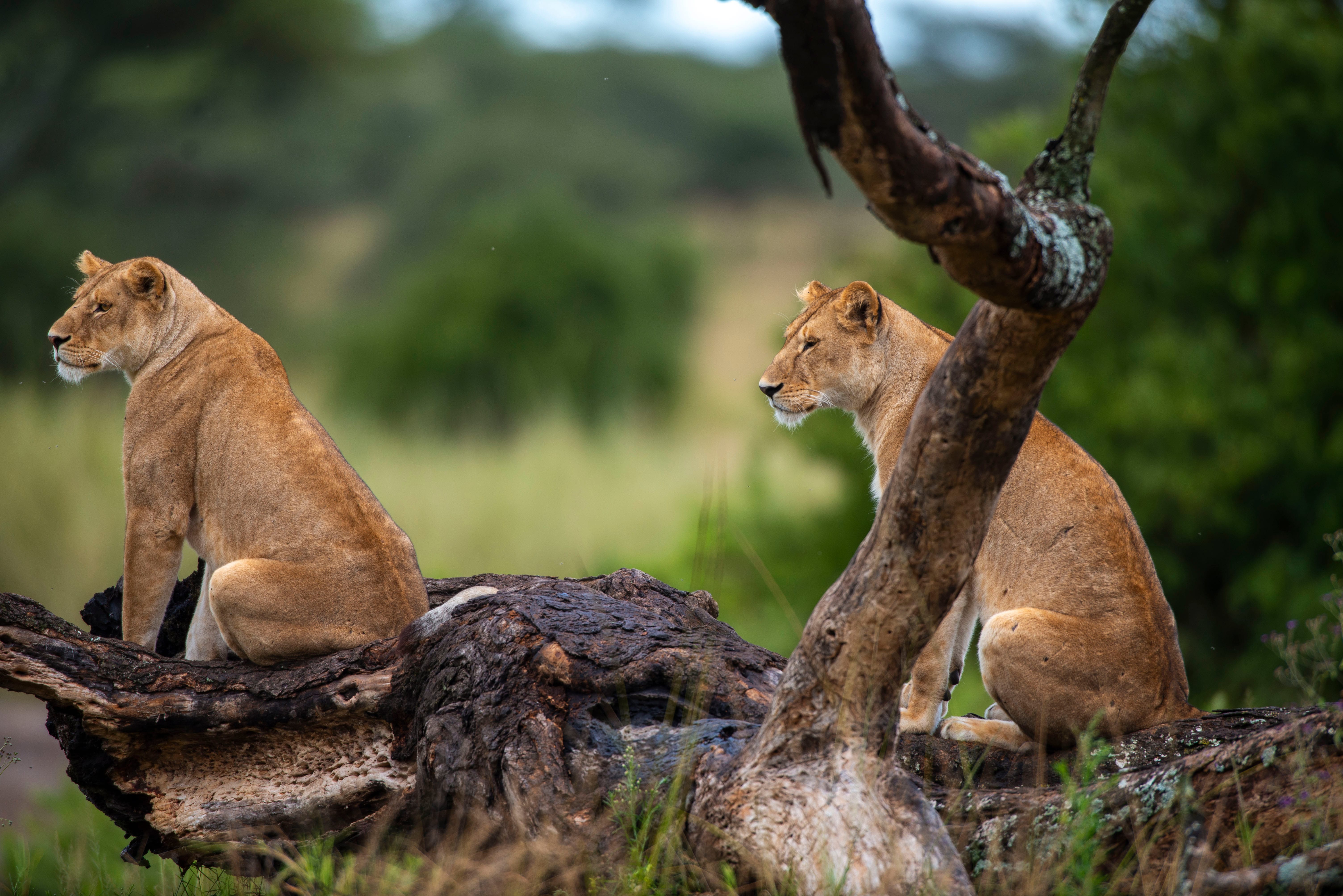 Family Safari Experience