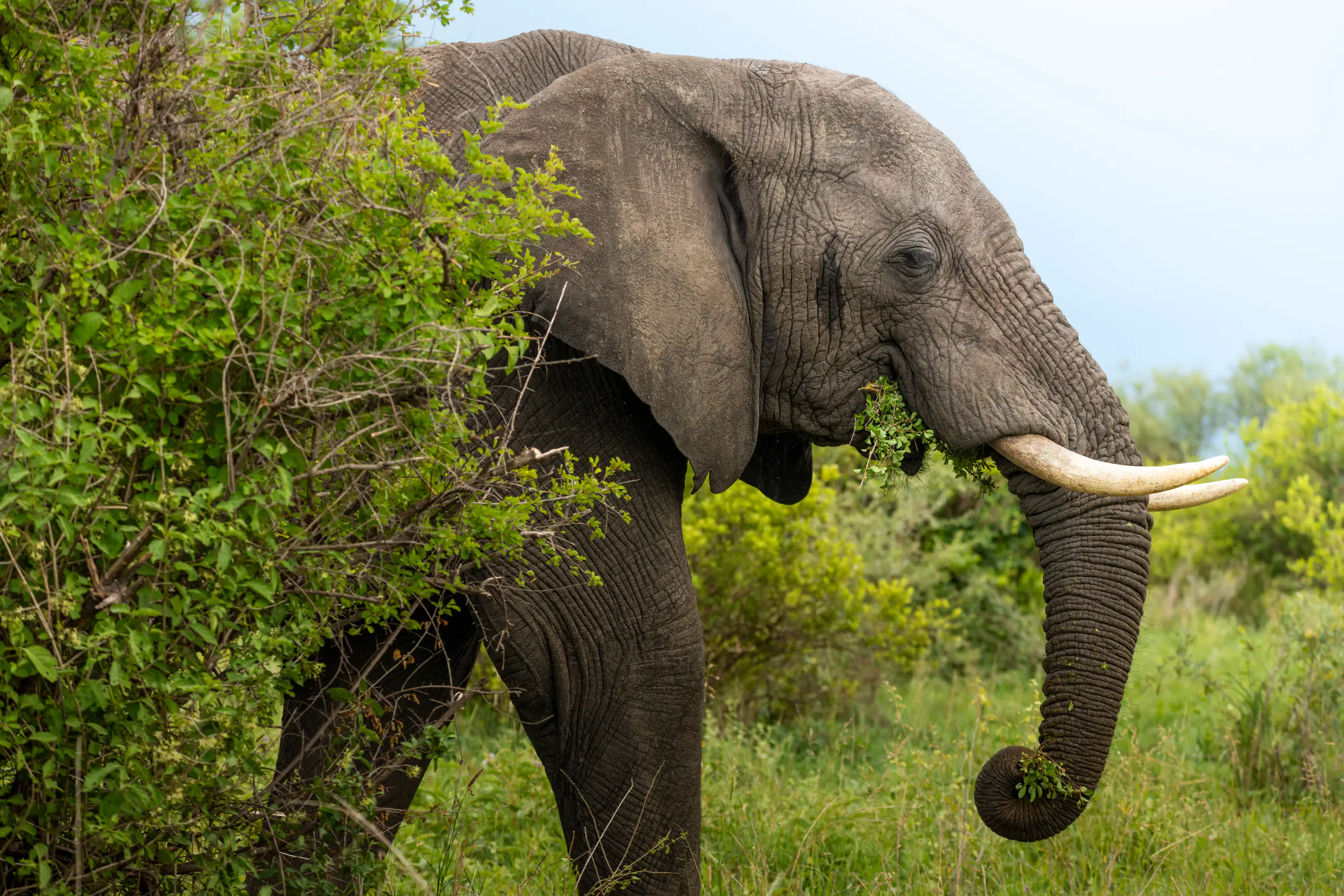 Tarangire elephants near the river