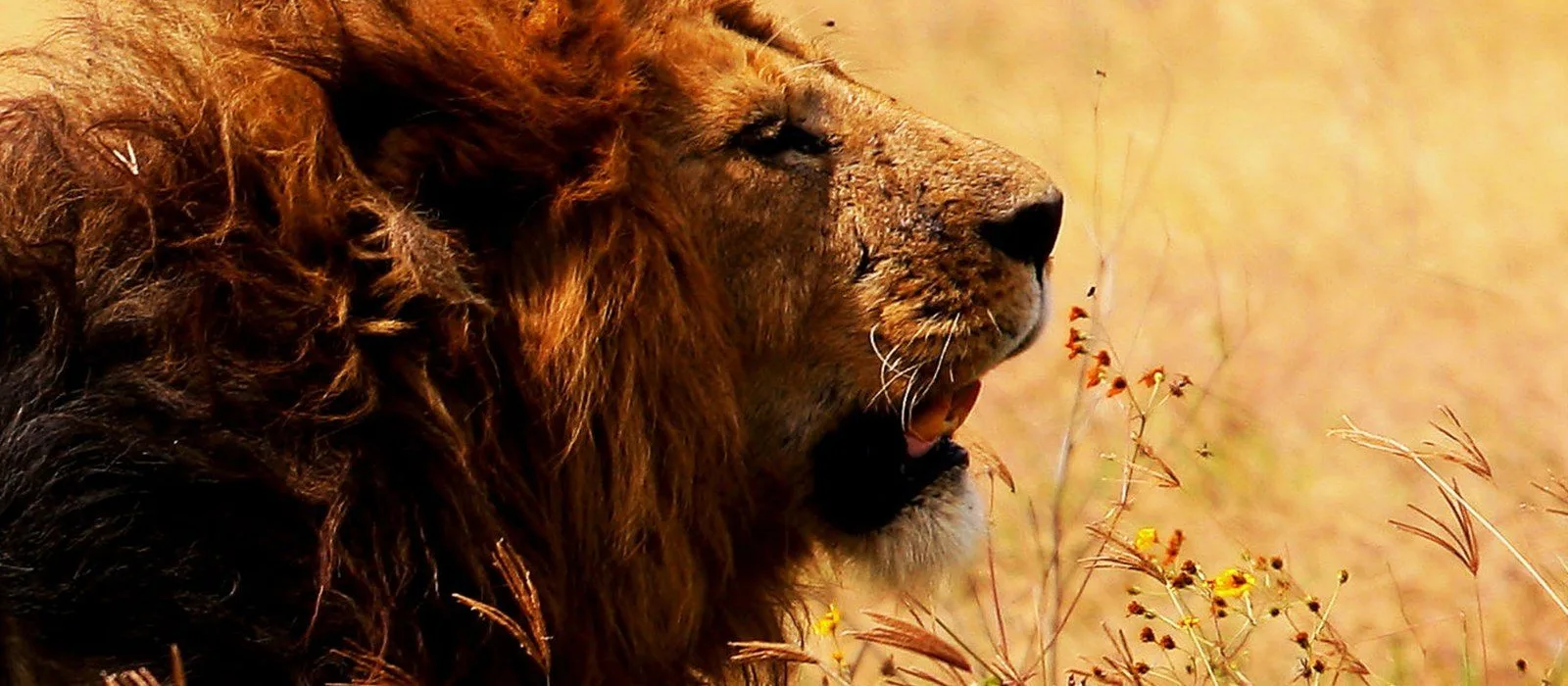10-Day Photographic Safari