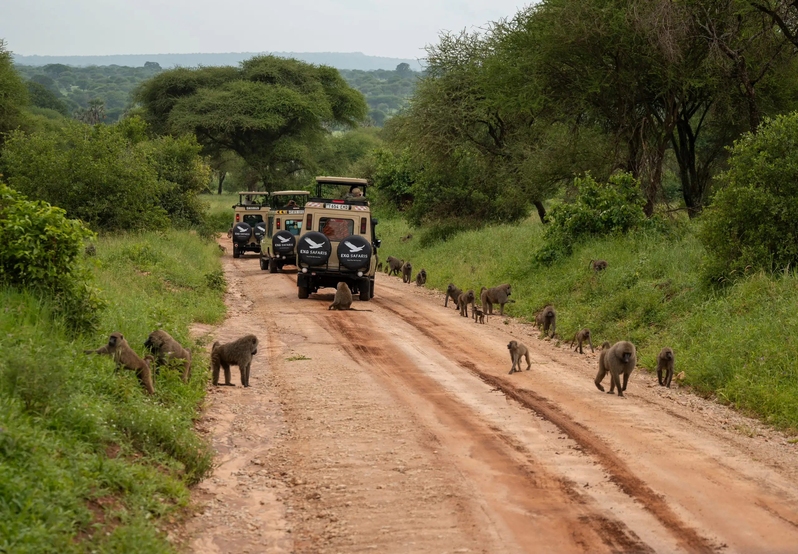 Family Safari