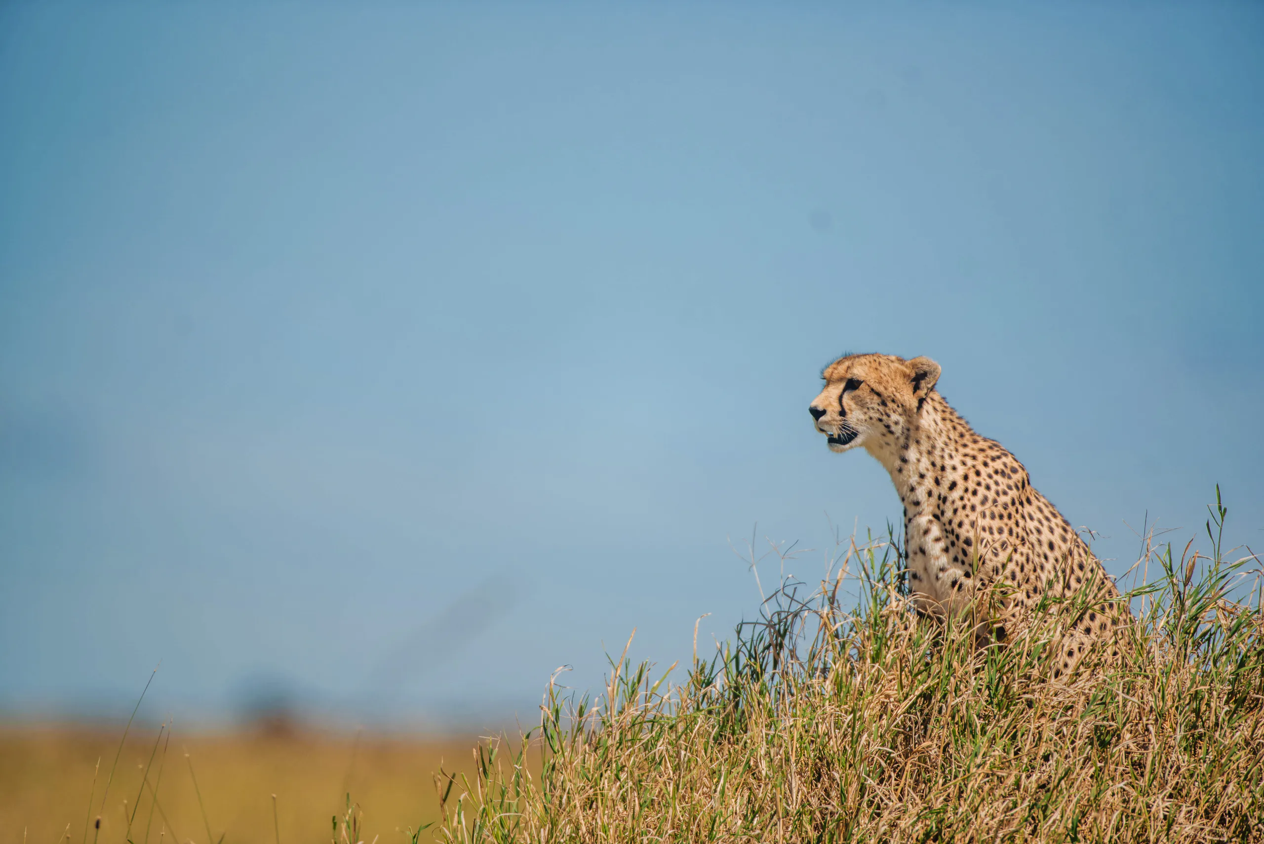 Ngorongoro Crater (UNESCO) → Back to Coffee Estate