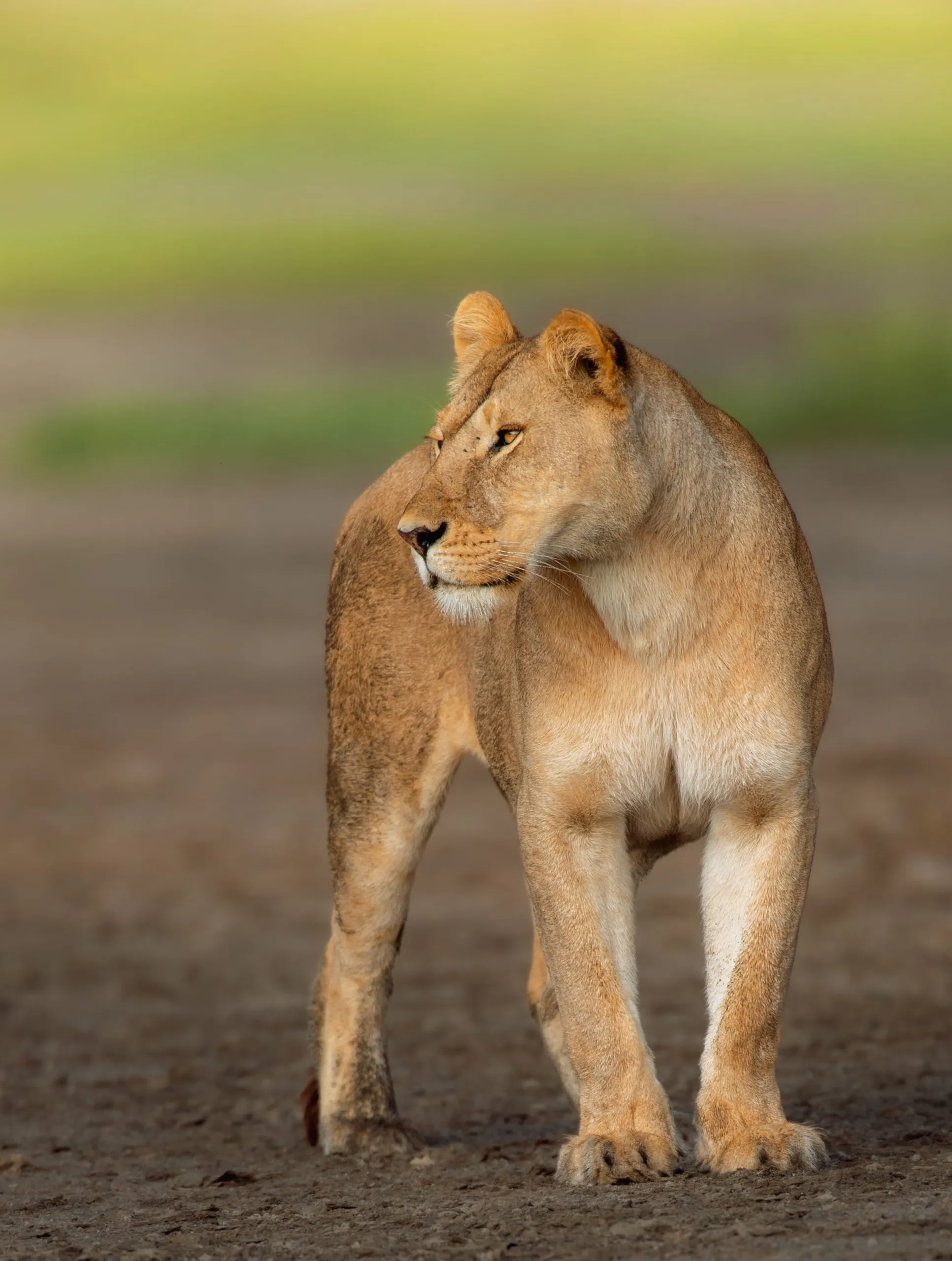 10-Day Family Safari