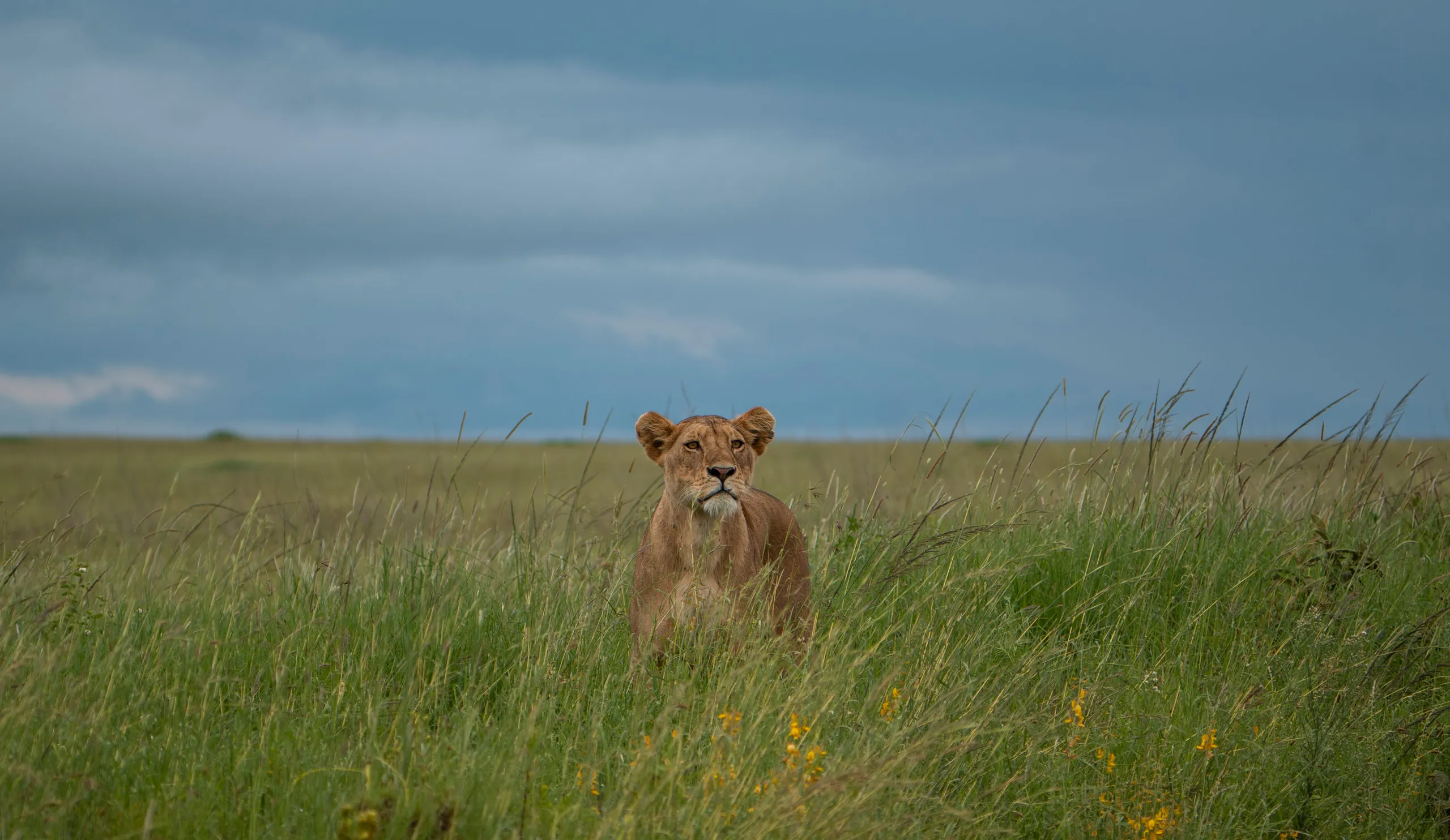 Family Safari