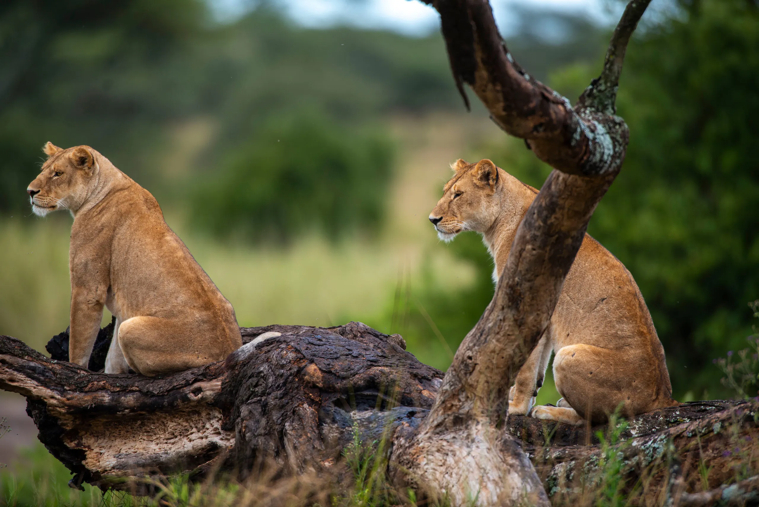 Family Safari Experience