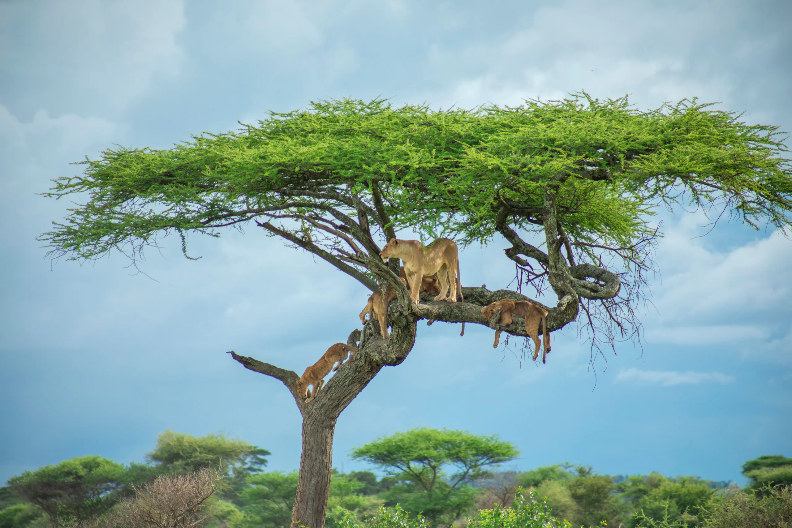 Senior Safari Departure Dates