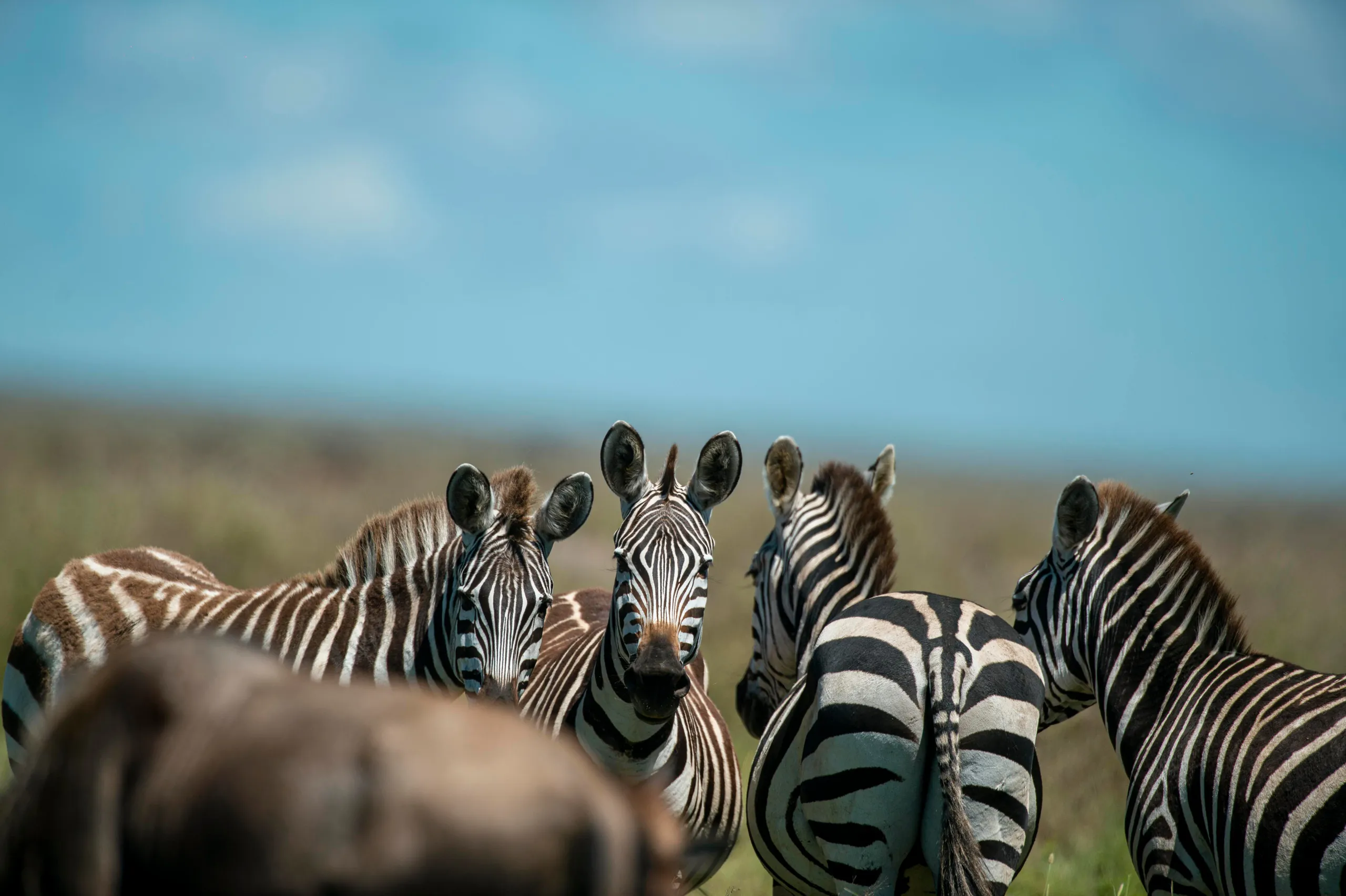 Tanzania Safari
