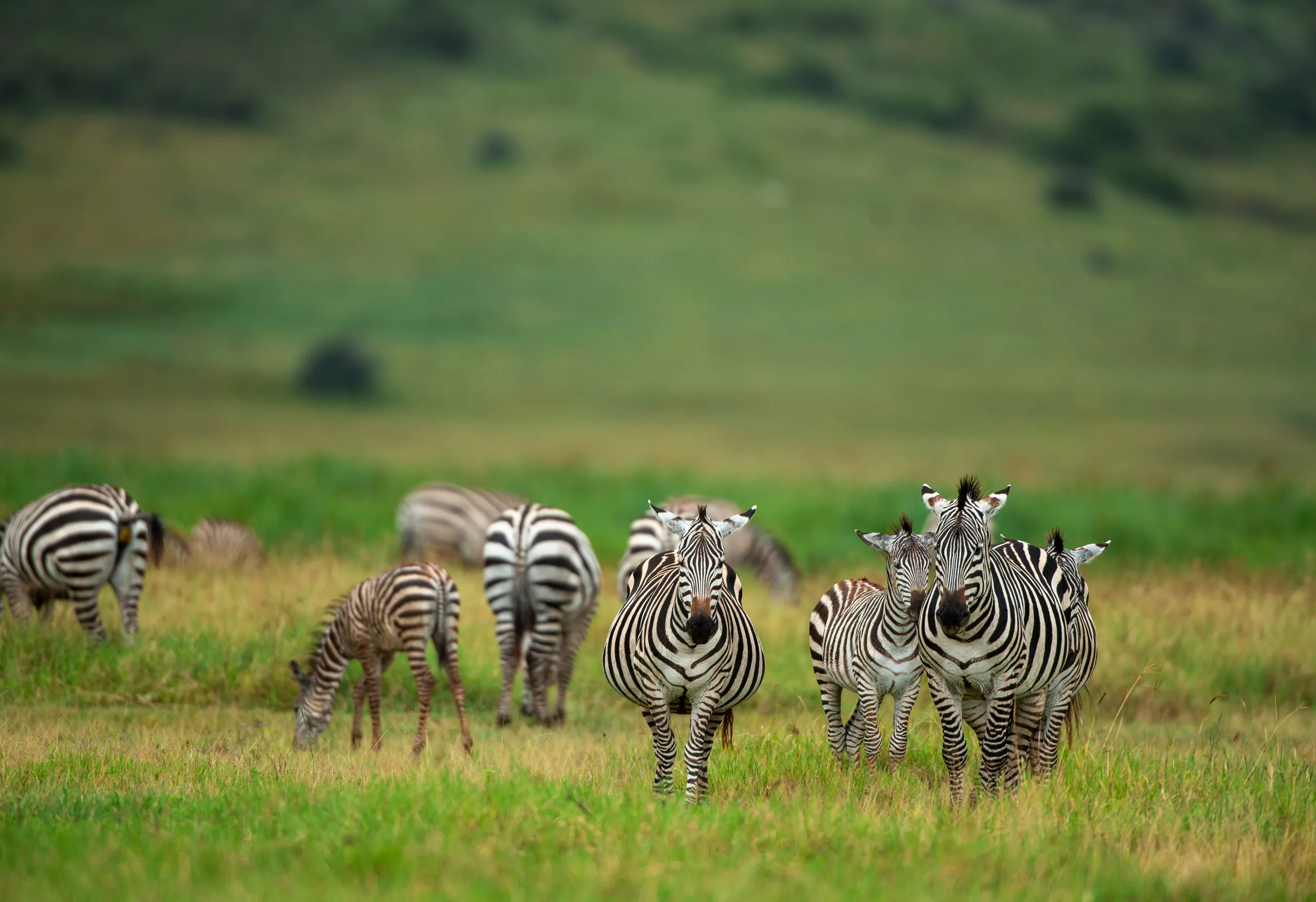 Family Safari
