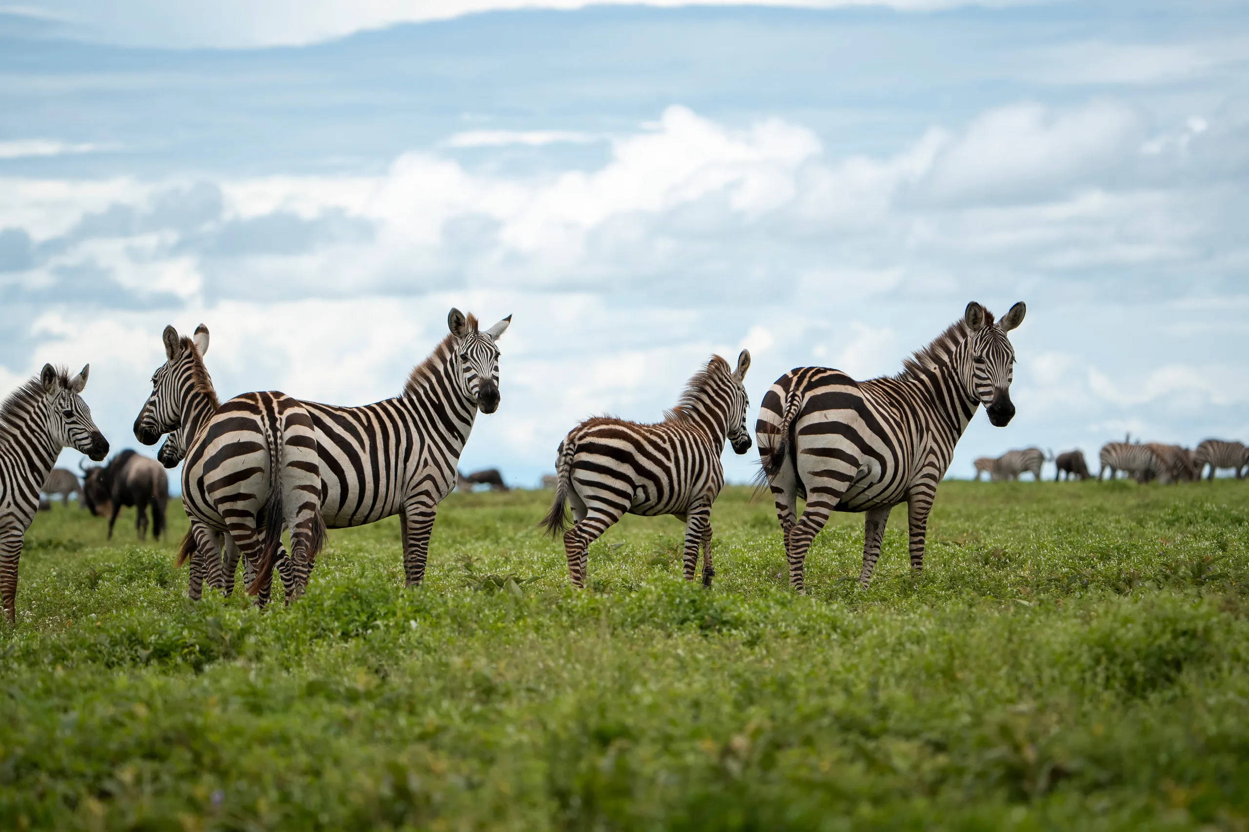 Lake Manyara + Lodge Inspections
