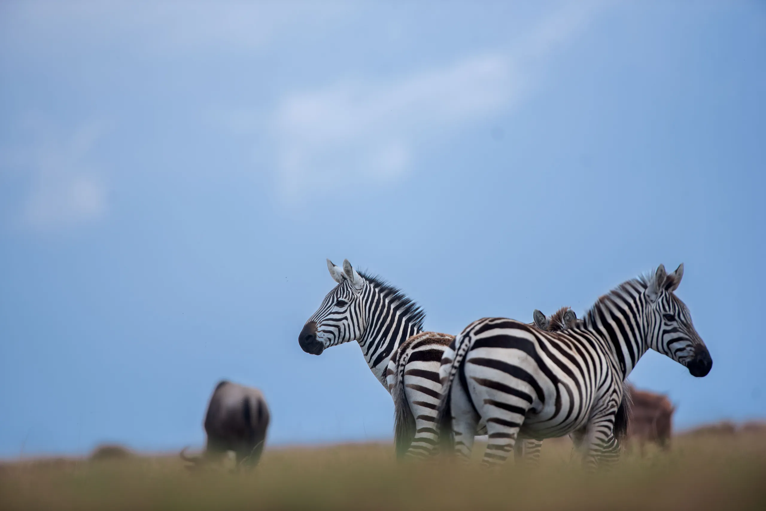 Tanzania Safari