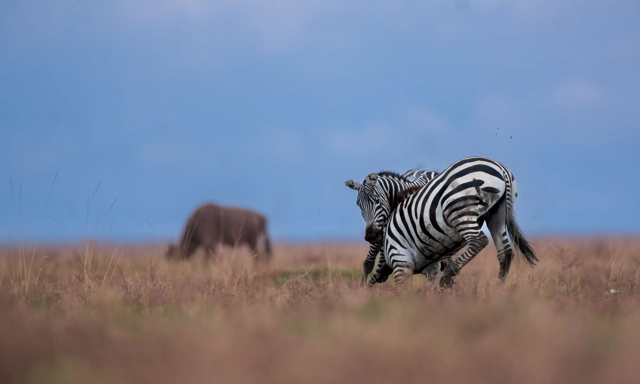 Wildlife Photography on Safari