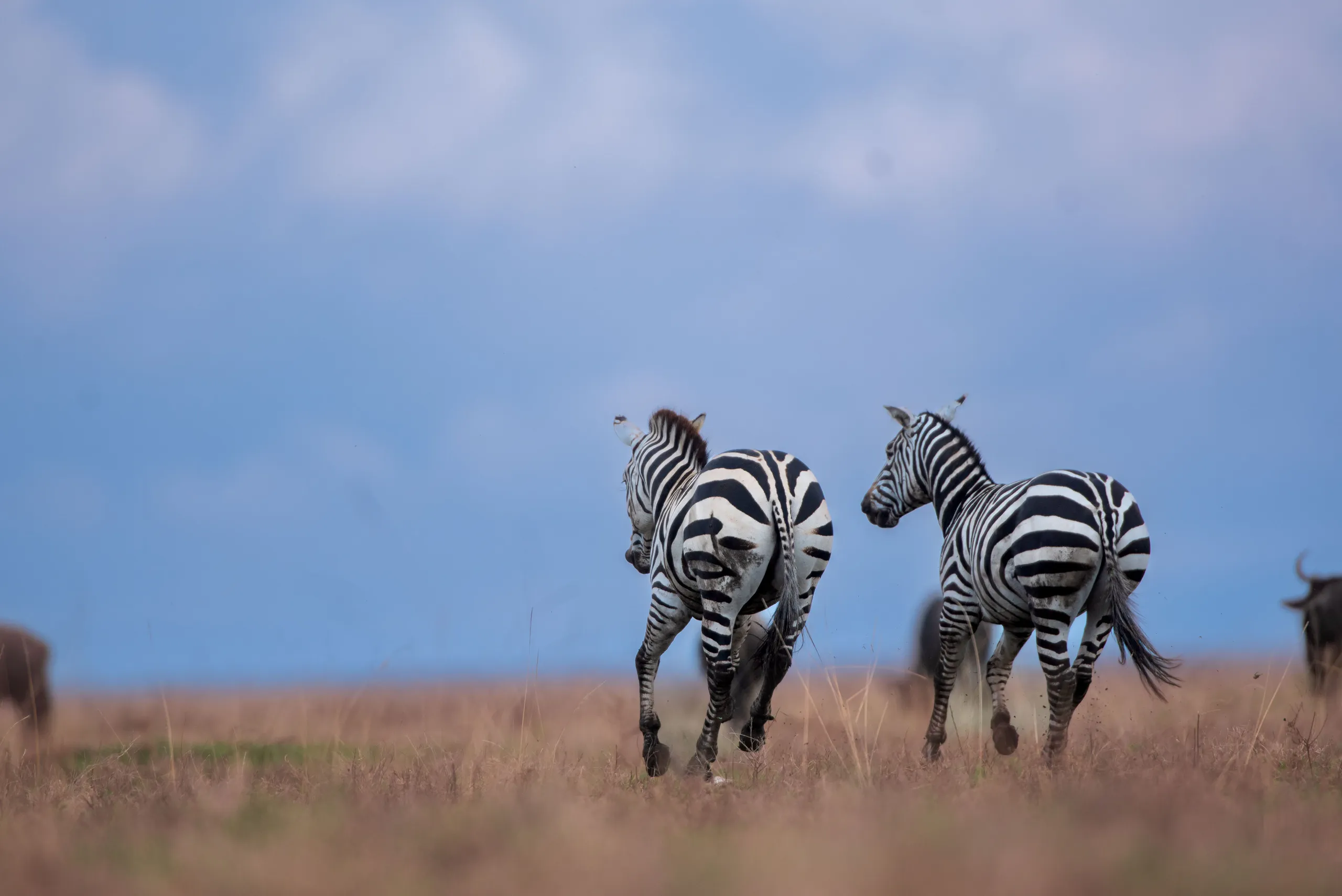 Tanzania Safari