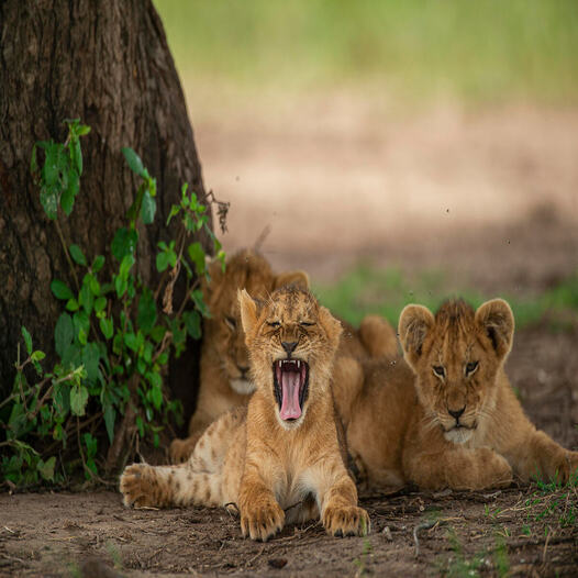 “Safari Is Complicated.” That’s Why Safaris Pay (If You Sell Them Right)