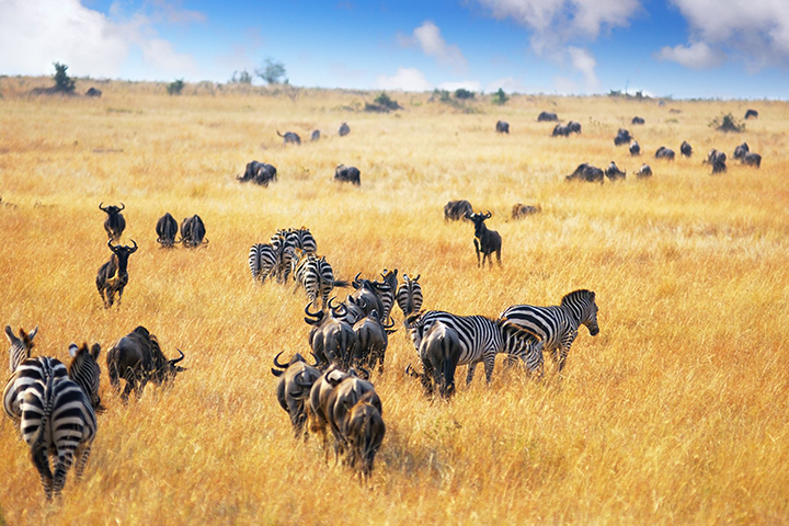 Why Choose Tanzania for Your First Safari?