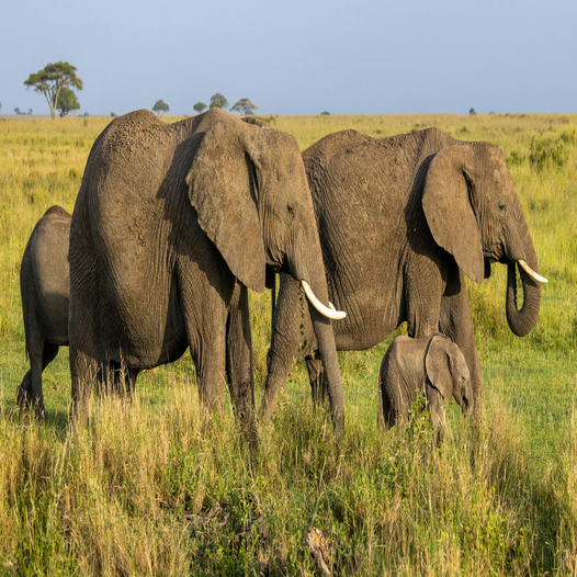 Does a Safari Retreat Actually Move the Needle? Turning Tanzania into Strategy, Alignment & Retention