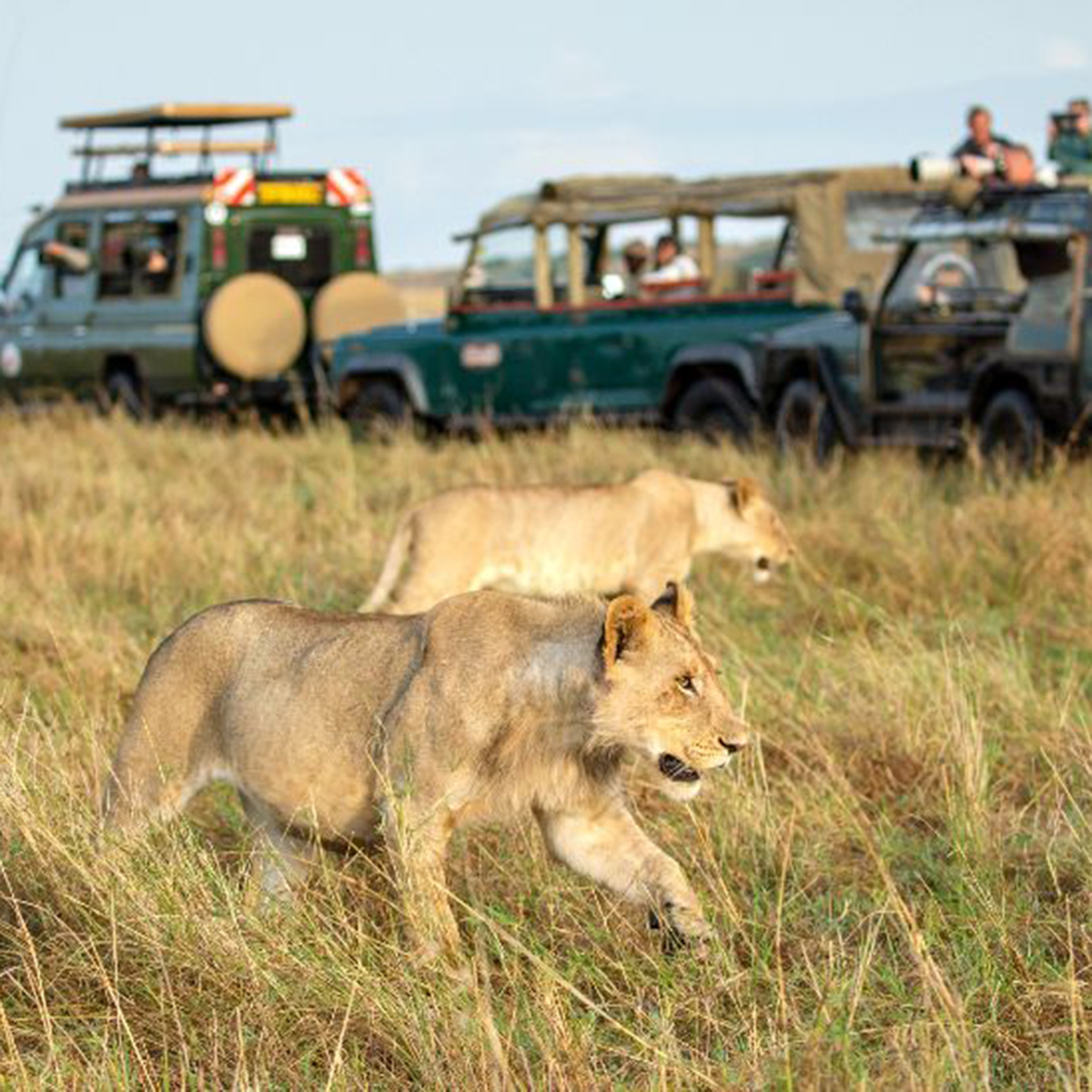 First-Time Safari Guide to Tanzania