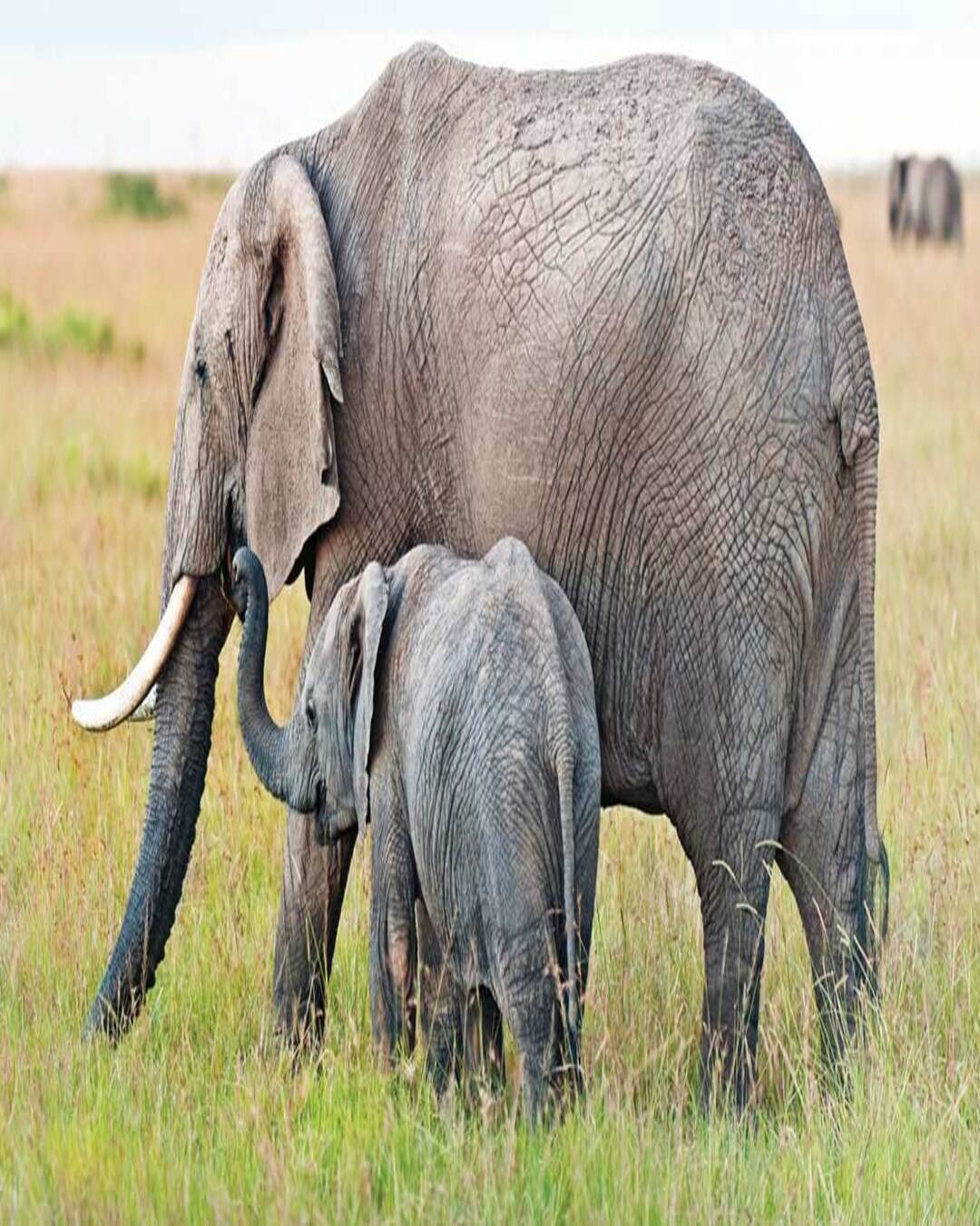 How to Plan a Bucket-List Safari in Your Golden Years