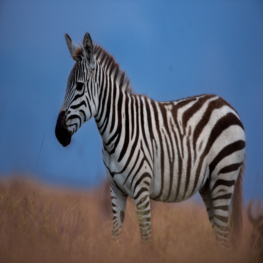 How to Sell Safari Without Sounding “New”: The 5-Lever Script