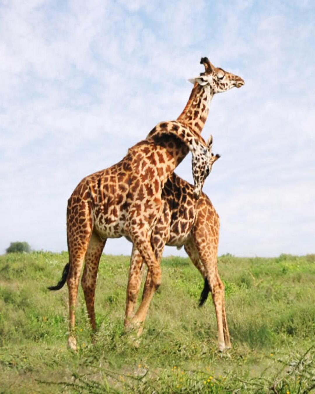 The Safari That Fits Real Life